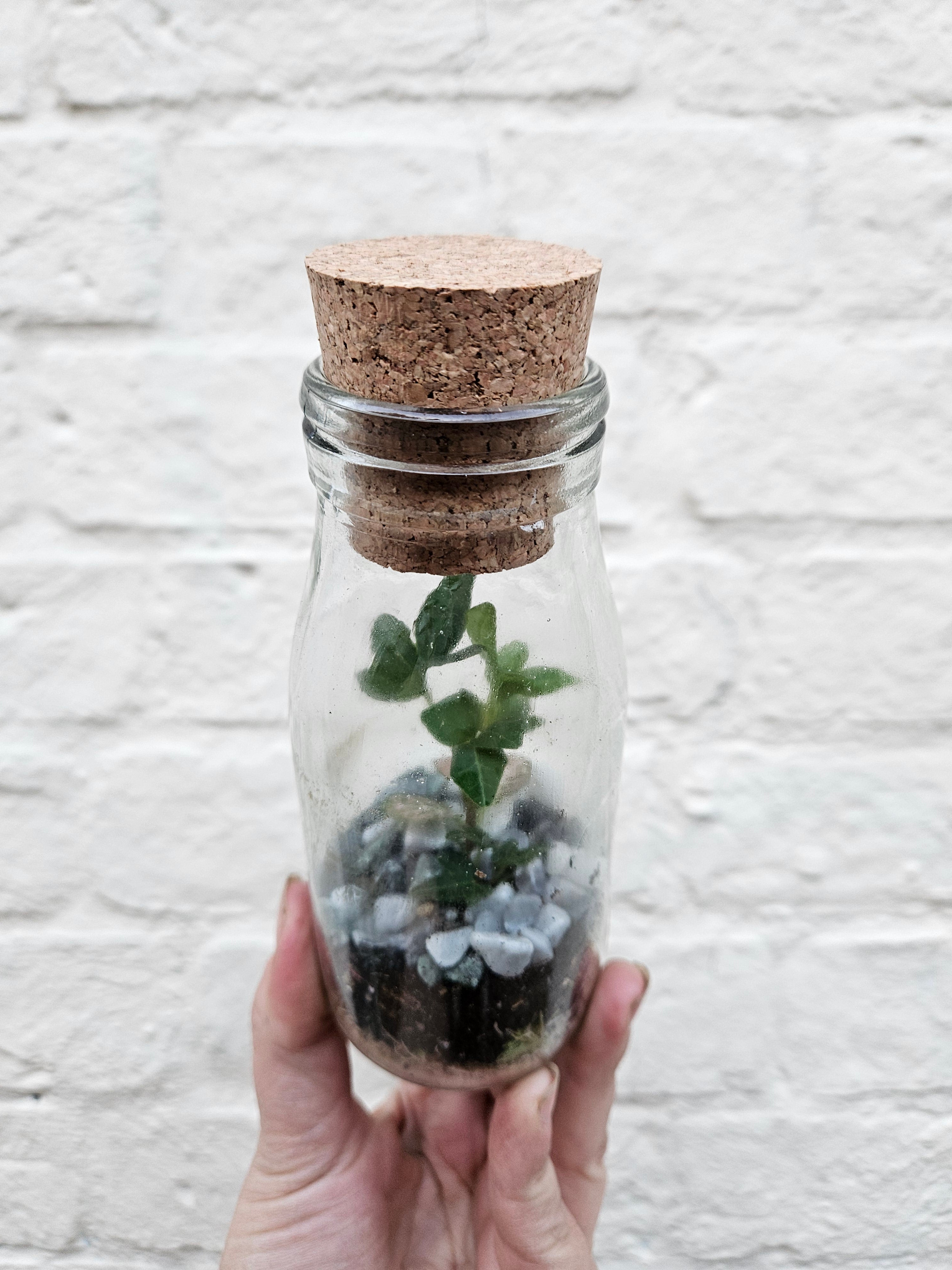 Small bottle closed terrarium with cork