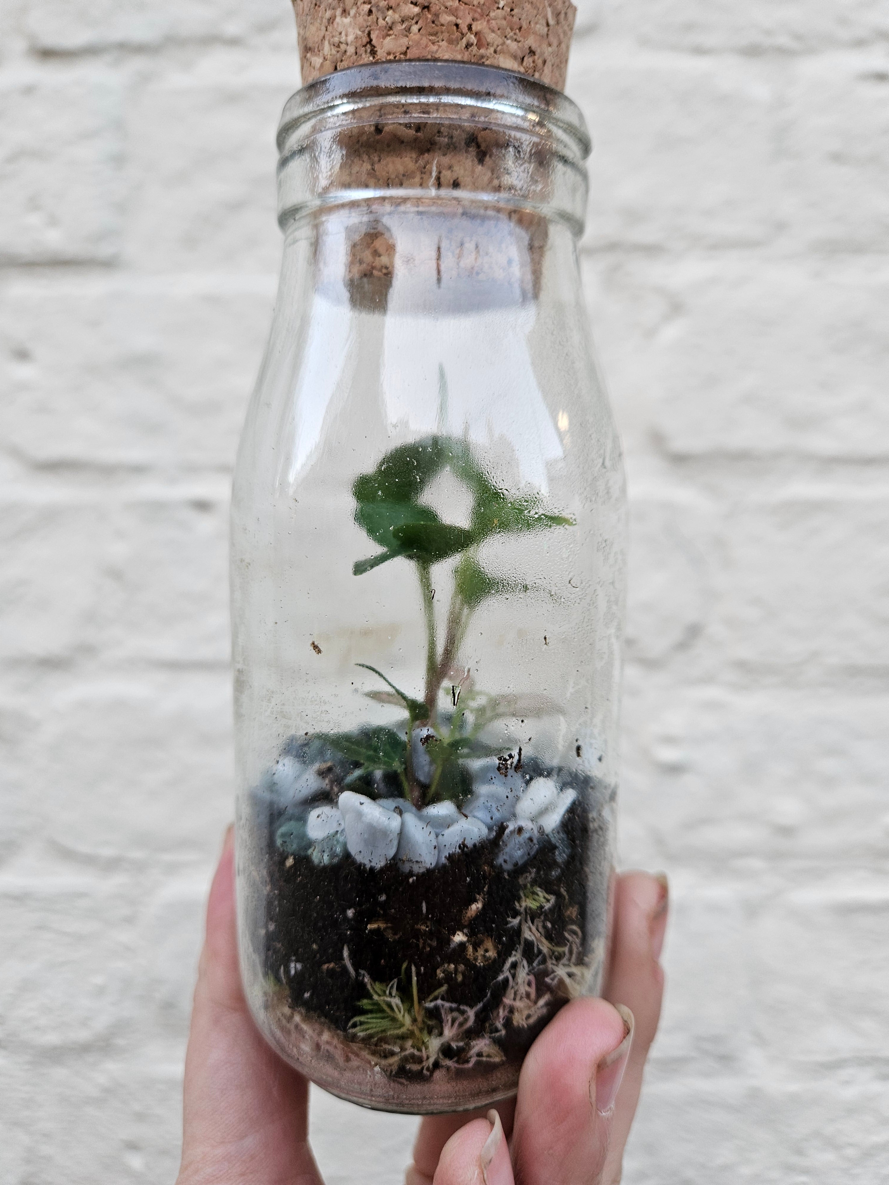 Small bottle closed terrarium with cork