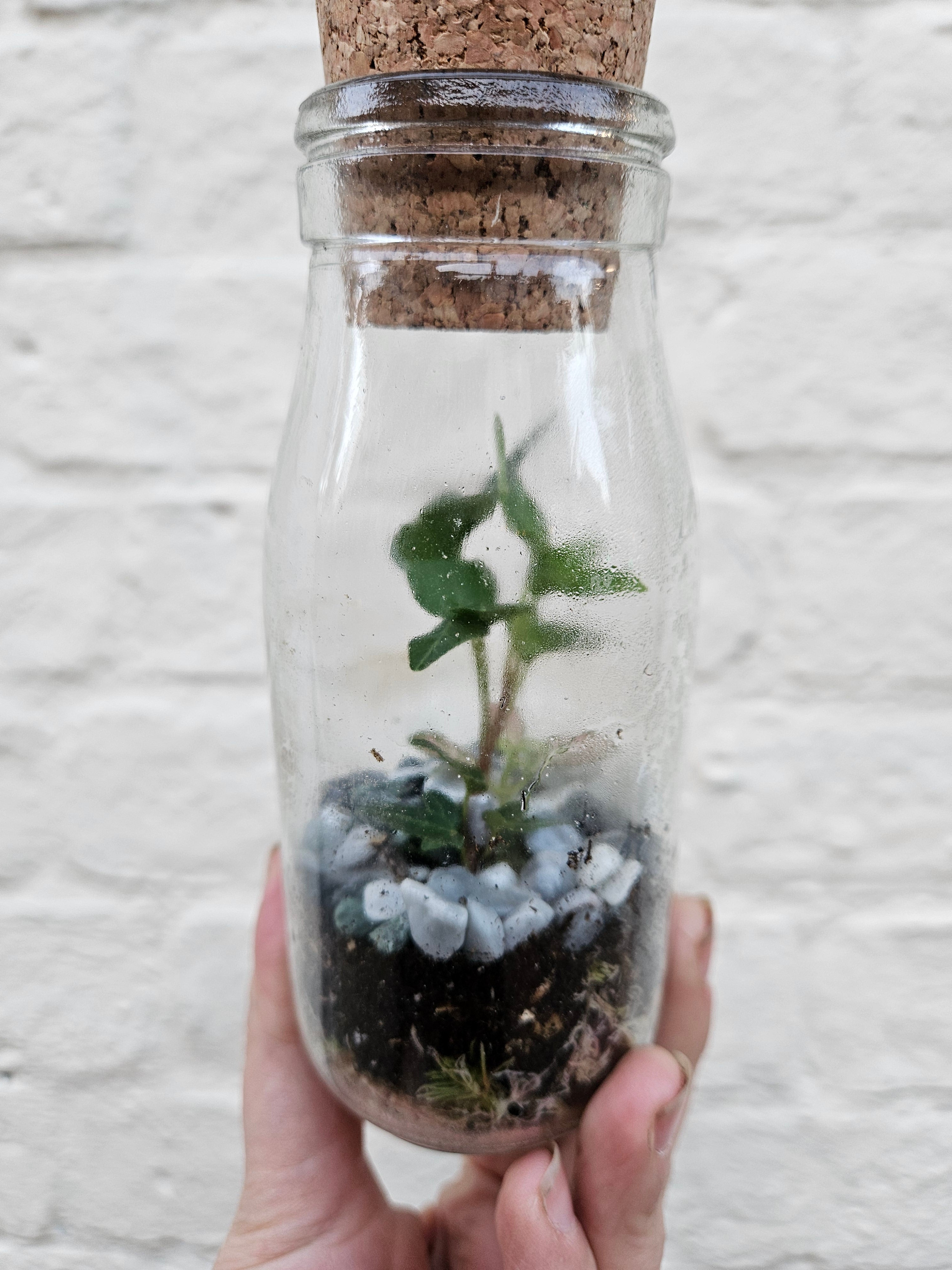 Small bottle closed terrarium with cork