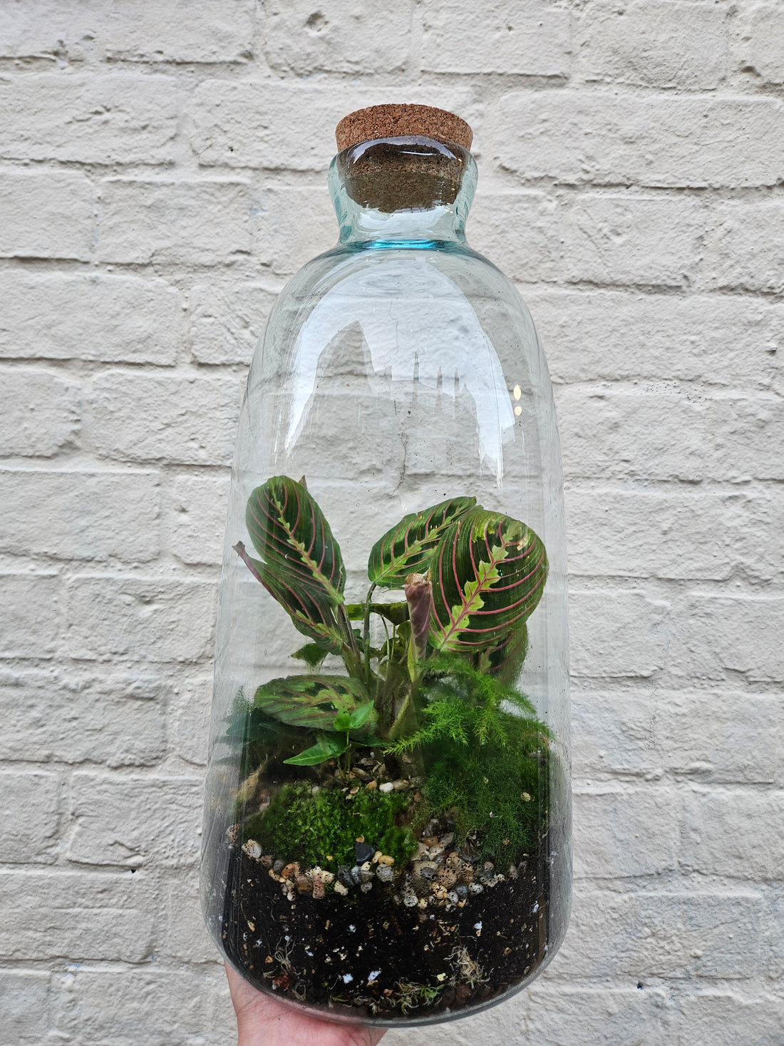 Large Closed Glass Terrarium with cork lid