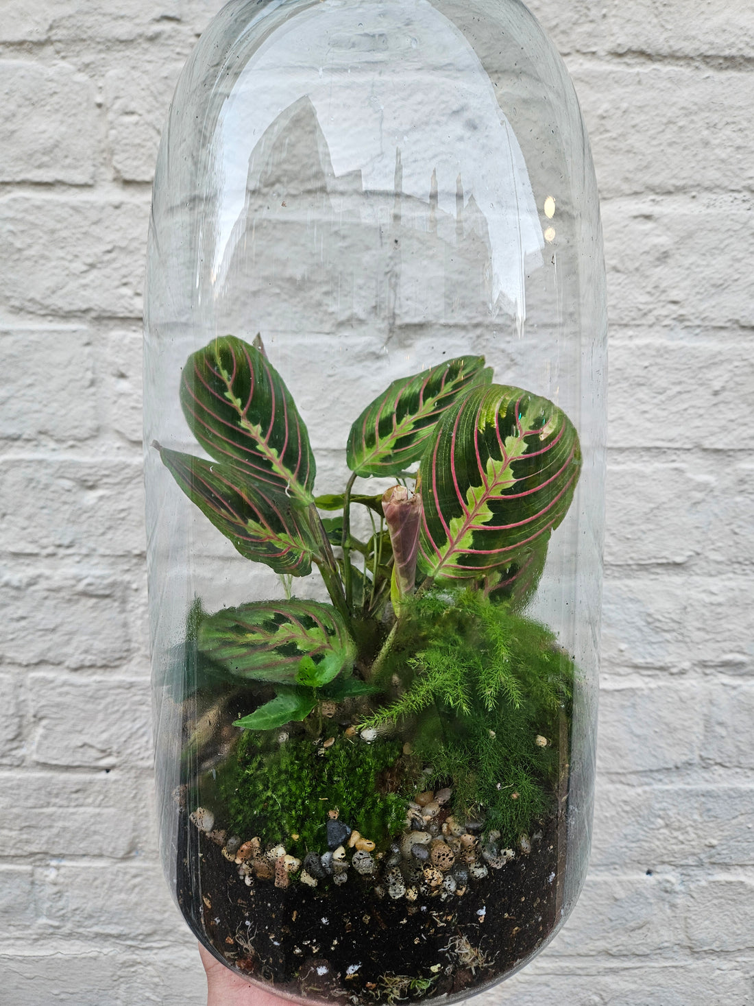 Large Closed Glass Terrarium with cork lid