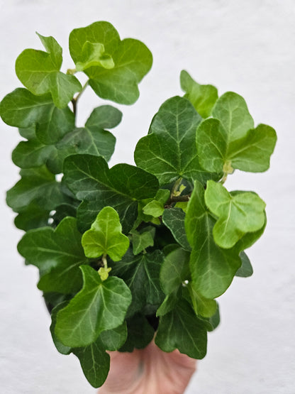 Hedera helix &