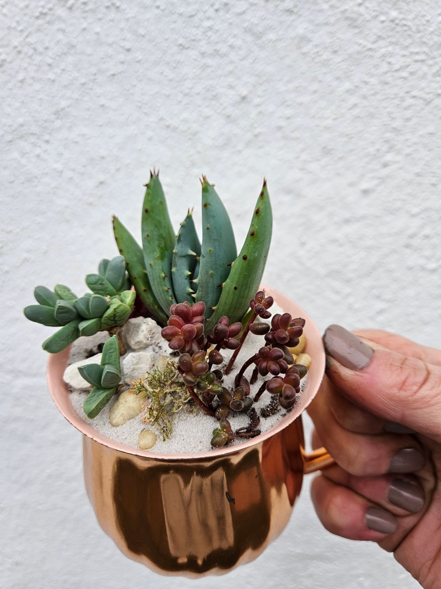 Small Cacti and Succuent Planter Mugs- 3 Options