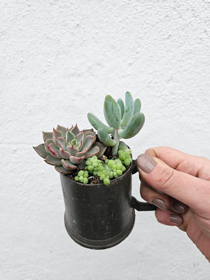 Small Cacti and Succuent Planter Mugs- 3 Options