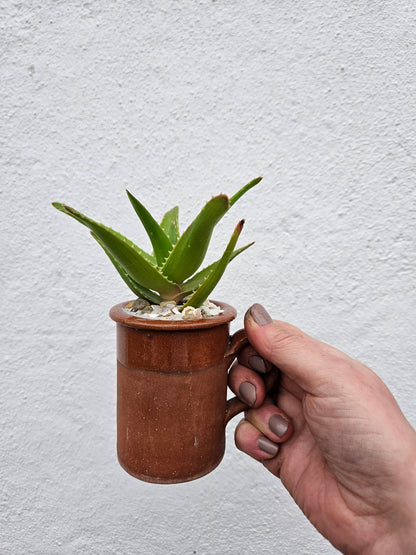 Small mug Open Terrarium