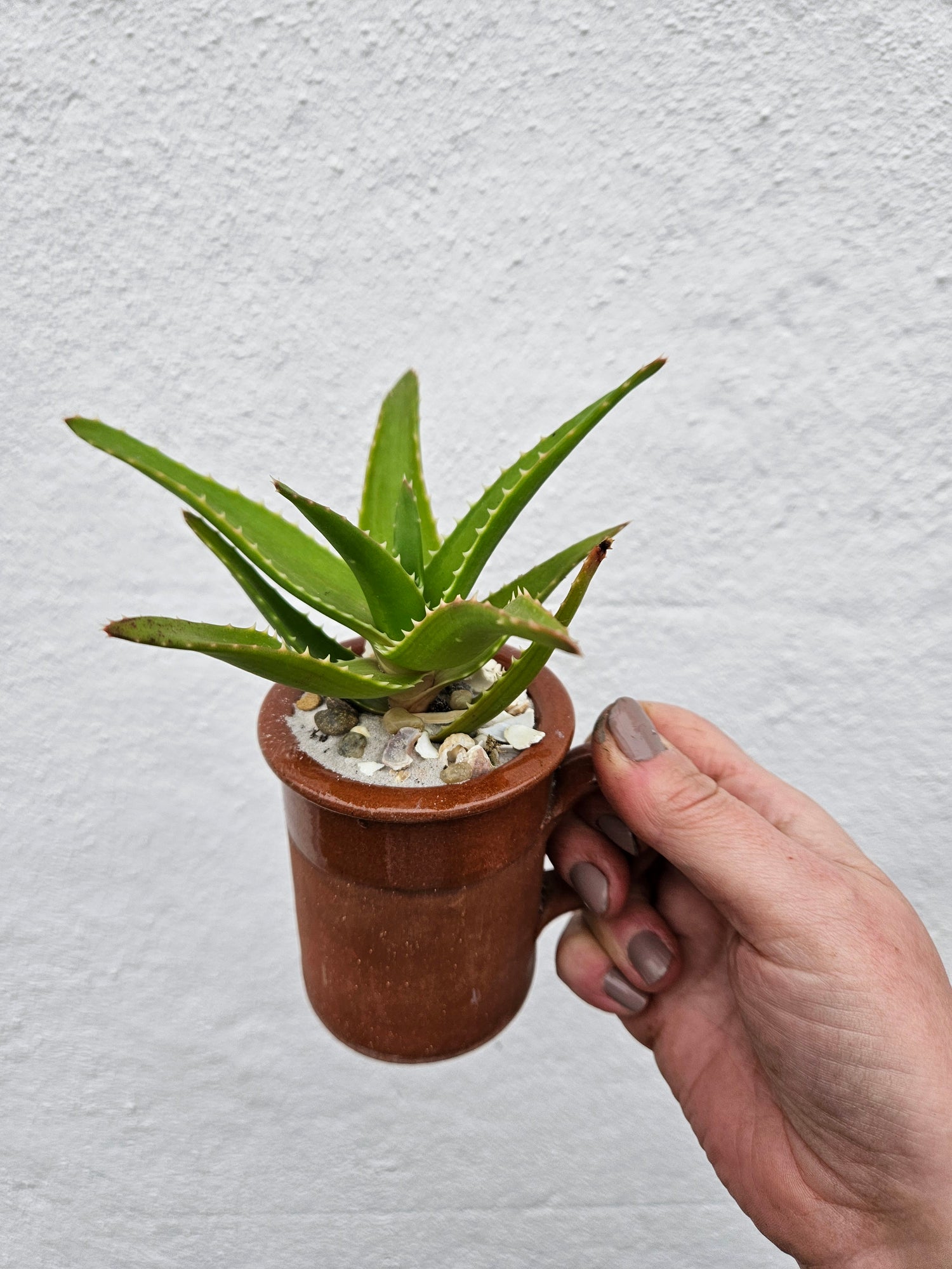 Small mug Open Terrarium