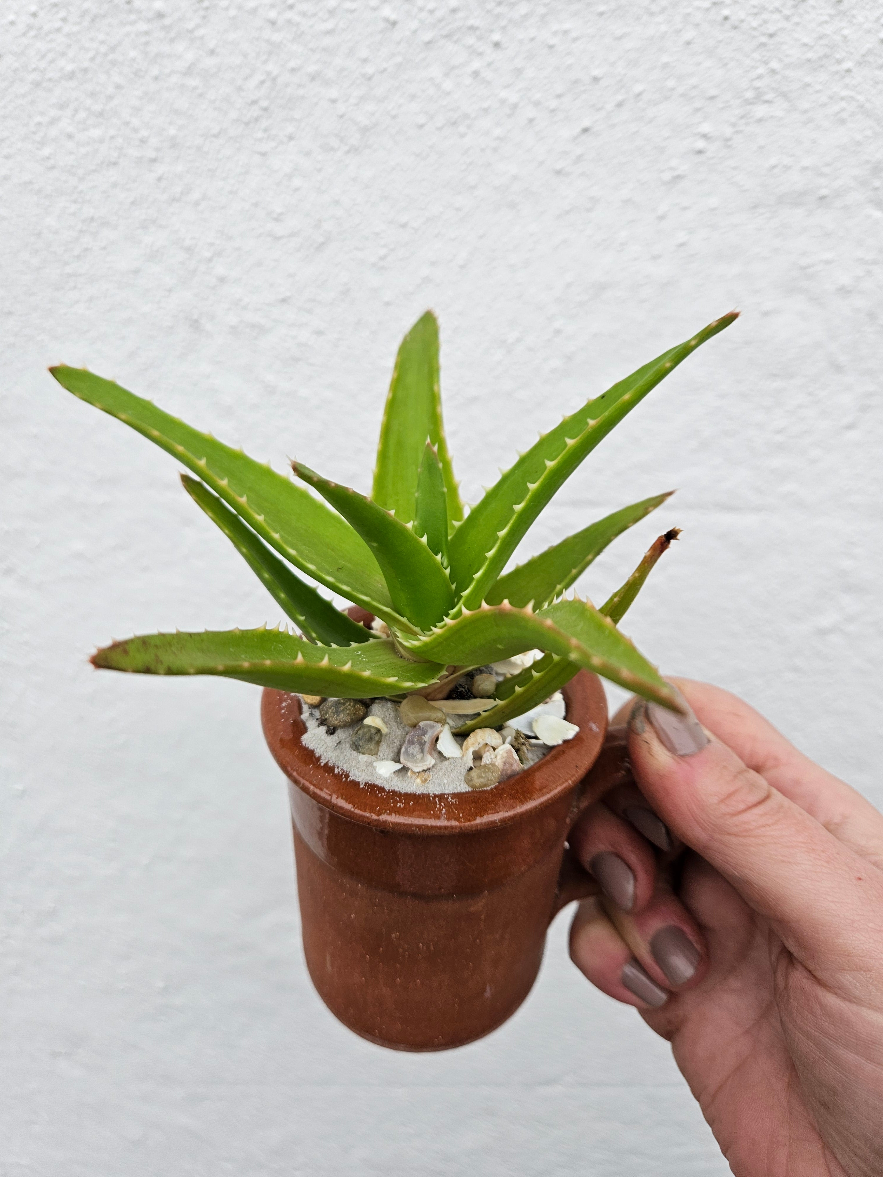 Small mug Open Terrarium