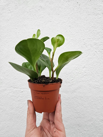 Peperomia obtusifolia (American Rubber Plant/ Baby Rubberplant) 3 varieties available