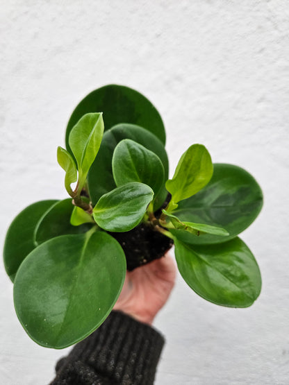 Peperomia obtusifolia (American Rubber Plant/ Baby Rubberplant) 3 varieties available