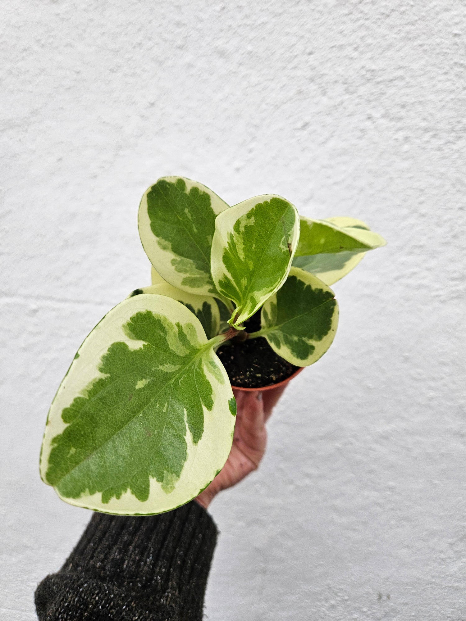 Peperomia obtusifolia (American Rubber Plant/ Baby Rubberplant) 3 varieties available