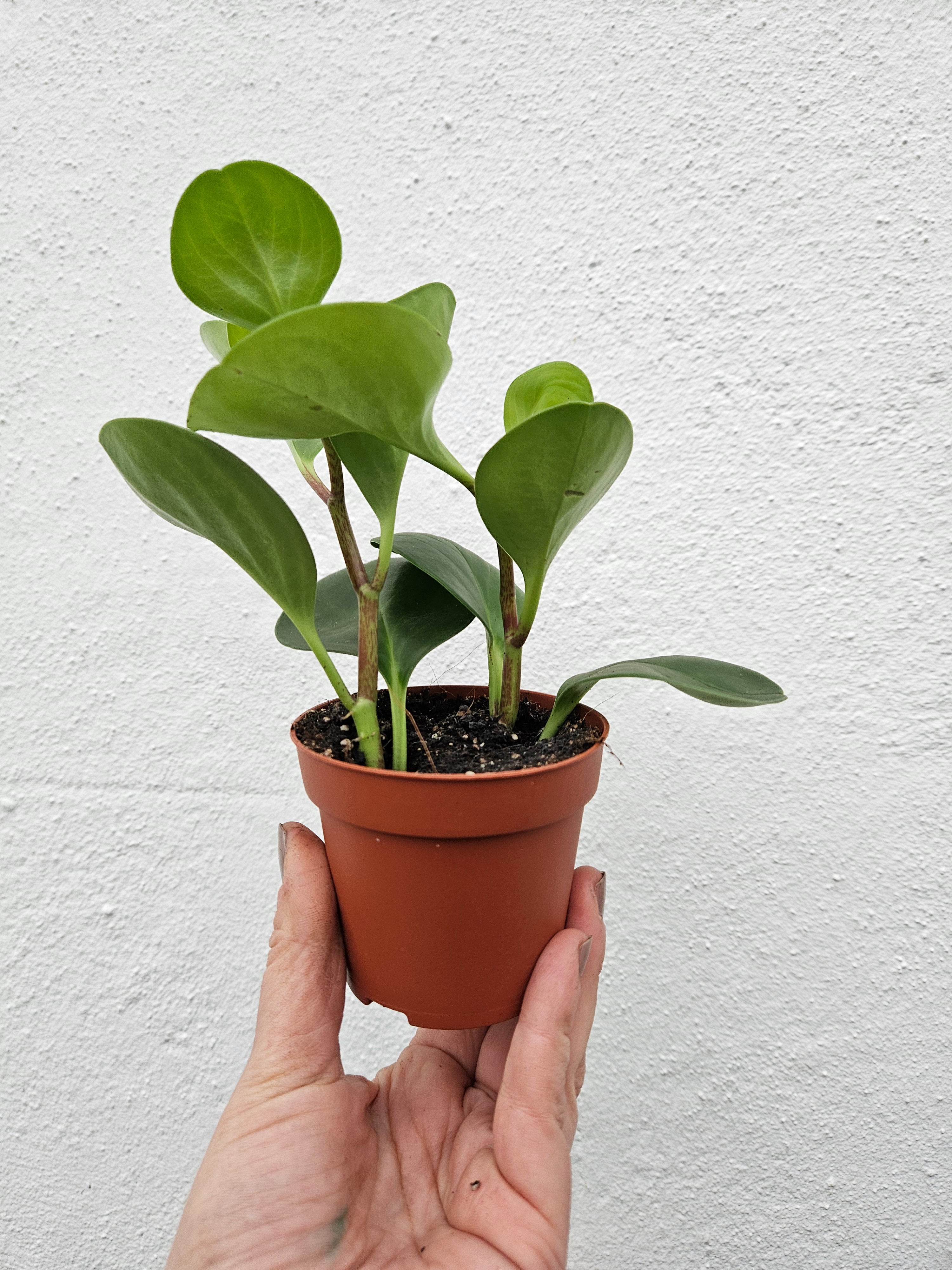 Peperomia obtusifolia (American Rubber Plant/ Baby Rubberplant) 3 varieties available