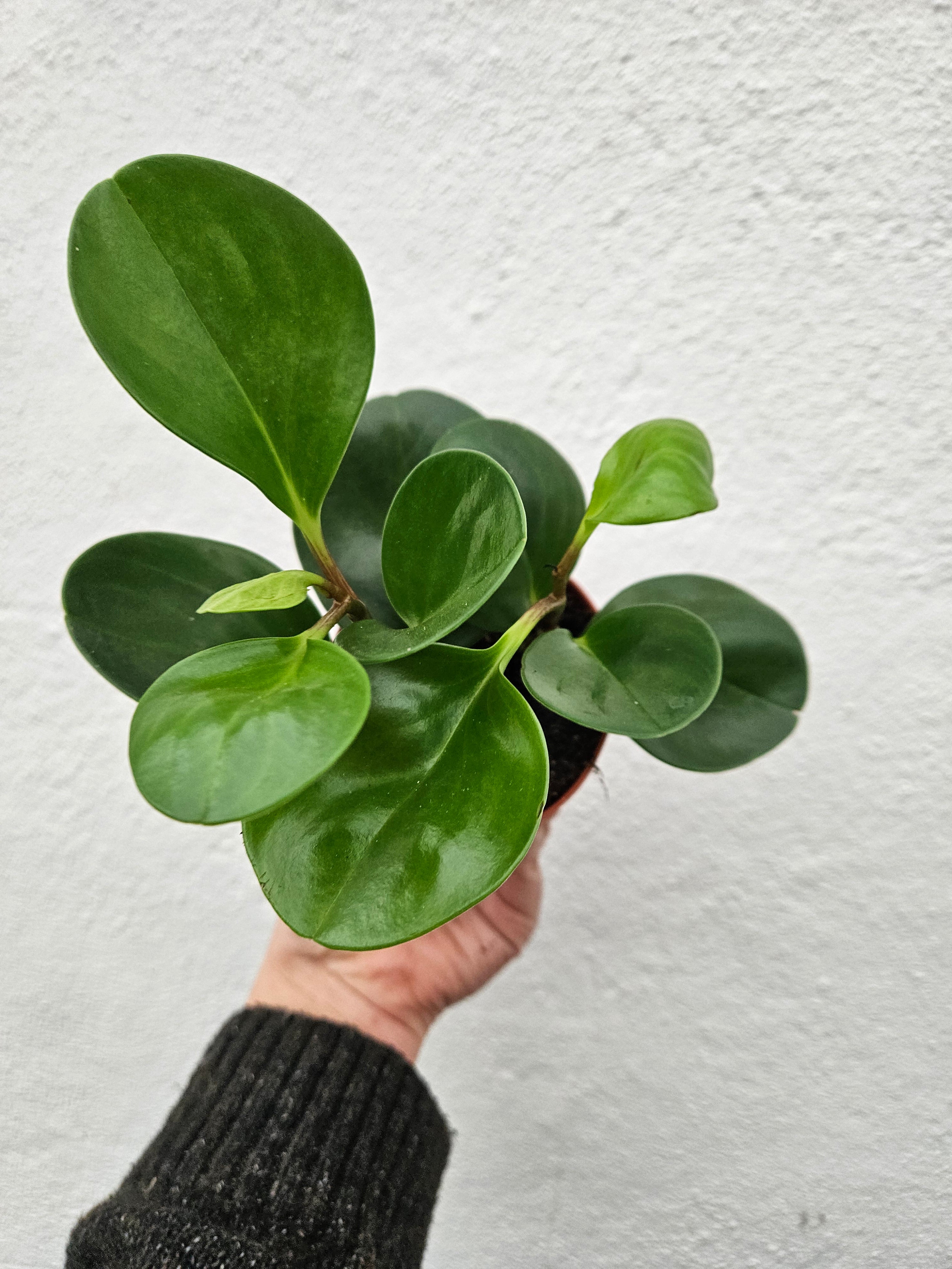 Peperomia obtusifolia (American Rubber Plant/ Baby Rubberplant) 3 varieties available