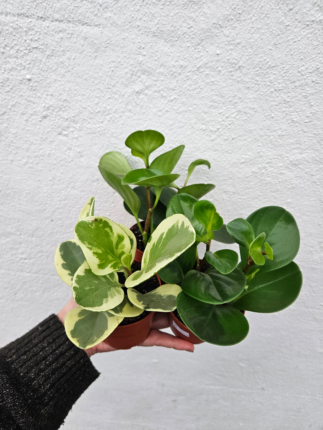 Peperomia obtusifolia (American Rubber Plant/ Baby Rubberplant) 3 varieties available