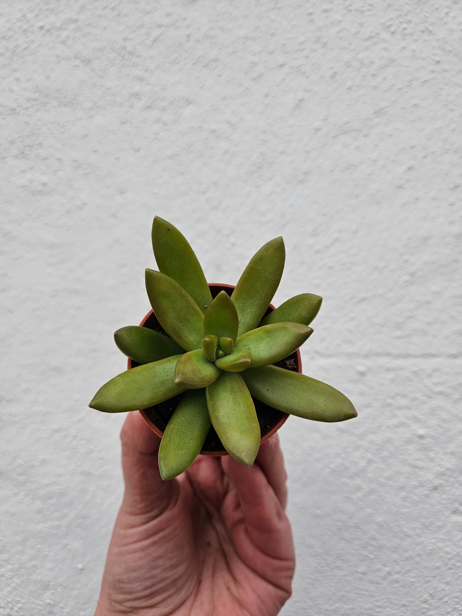 Sedum (Various Varieties)