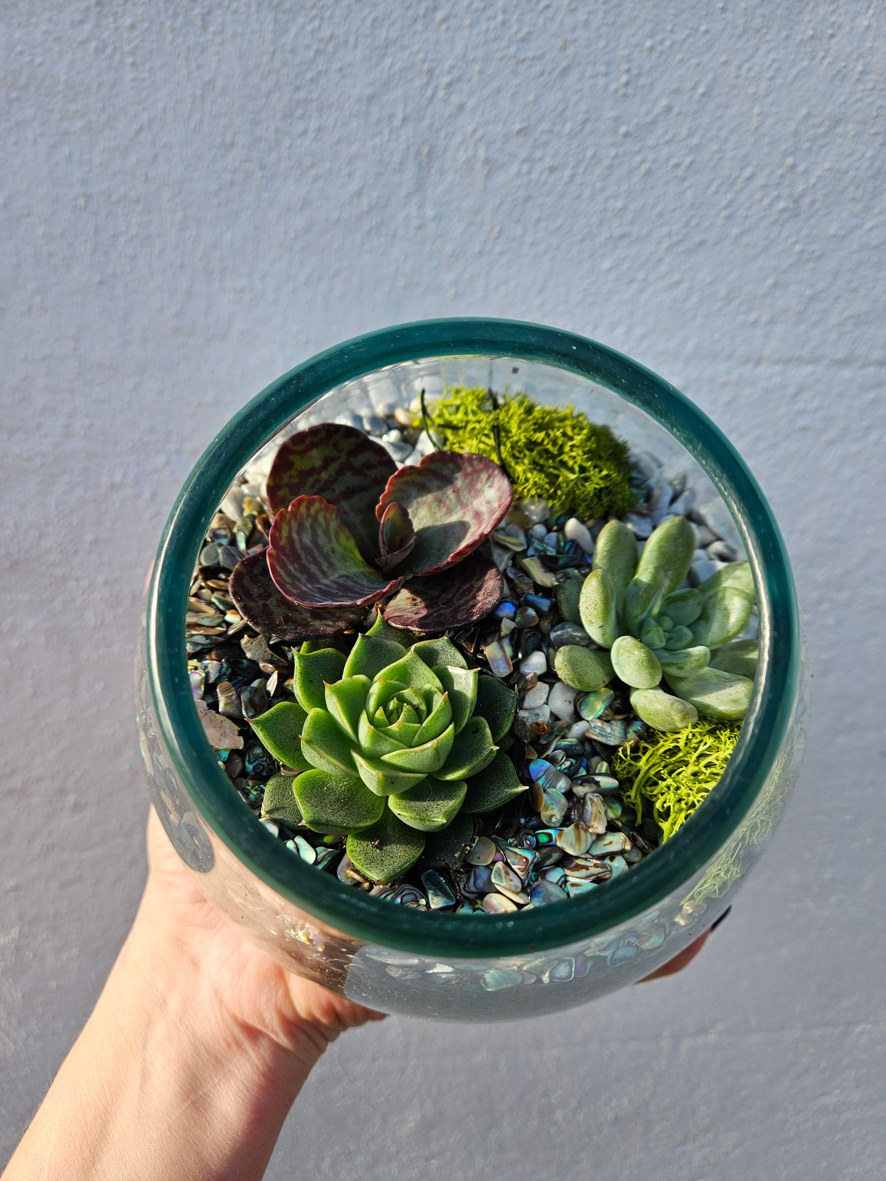 Glass Open Terrarium