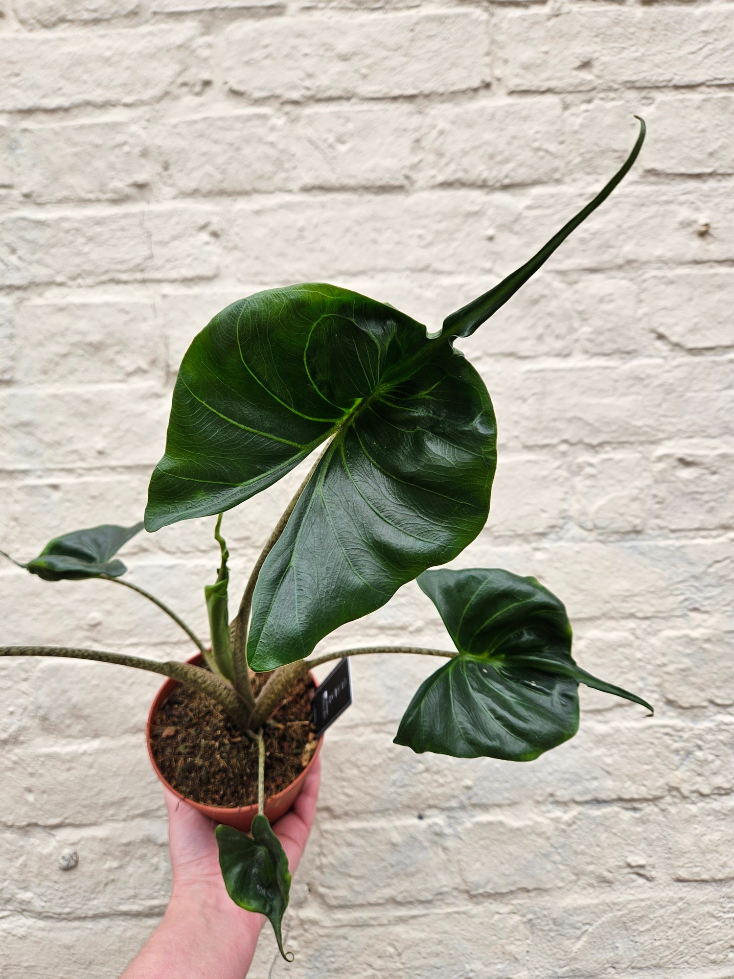 Alocasia macrorrhiza &