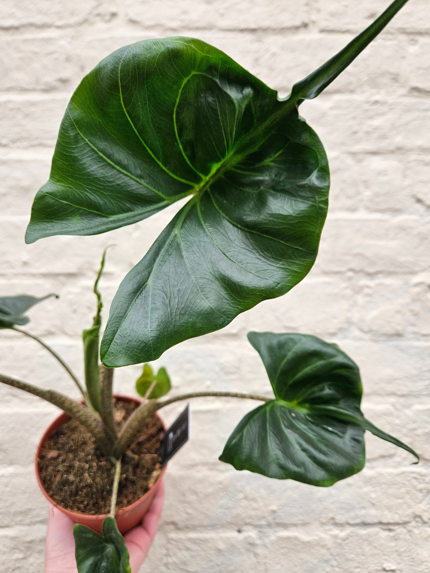 Alocasia macrorrhiza &