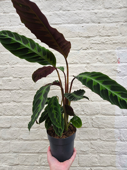 Goeppertia warscewiczii syn. Calathea warscewiczii (Jungle Velvet/ Prayer Plant)