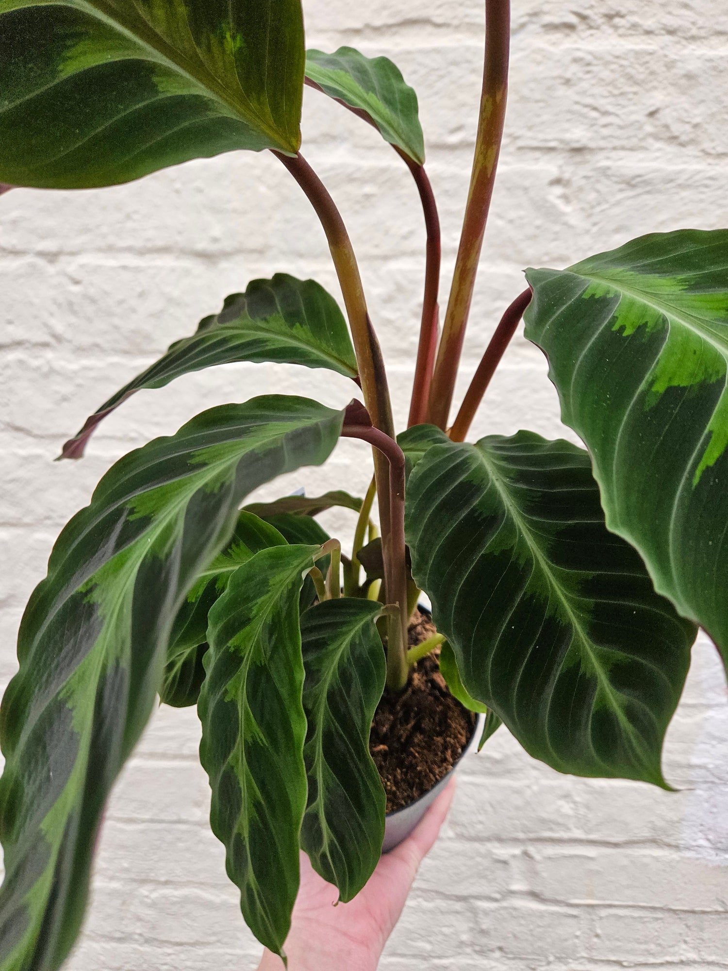 Goeppertia warscewiczii syn. Calathea warscewiczii (Jungle Velvet/ Prayer Plant)