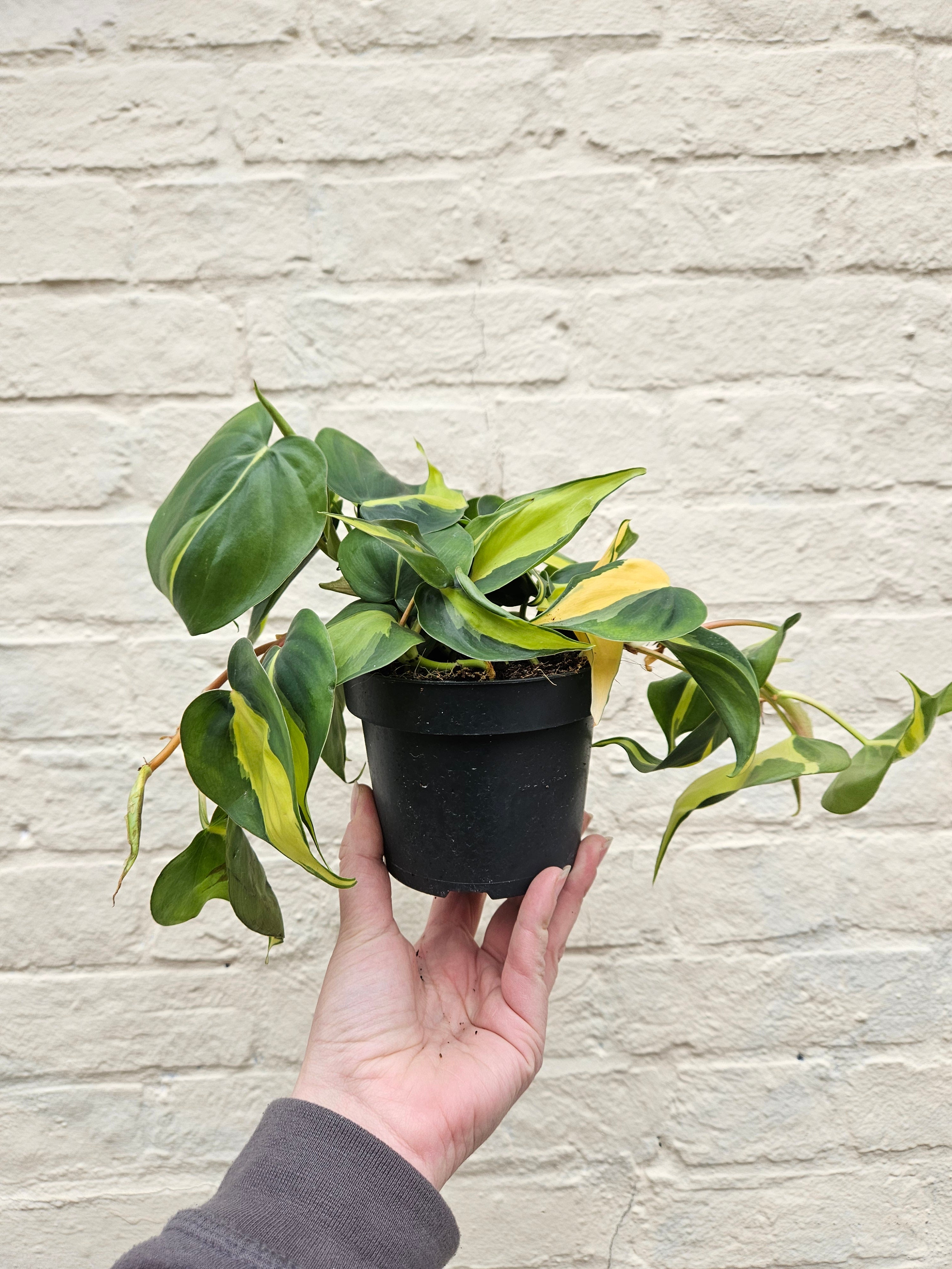 Philodendron scandens &