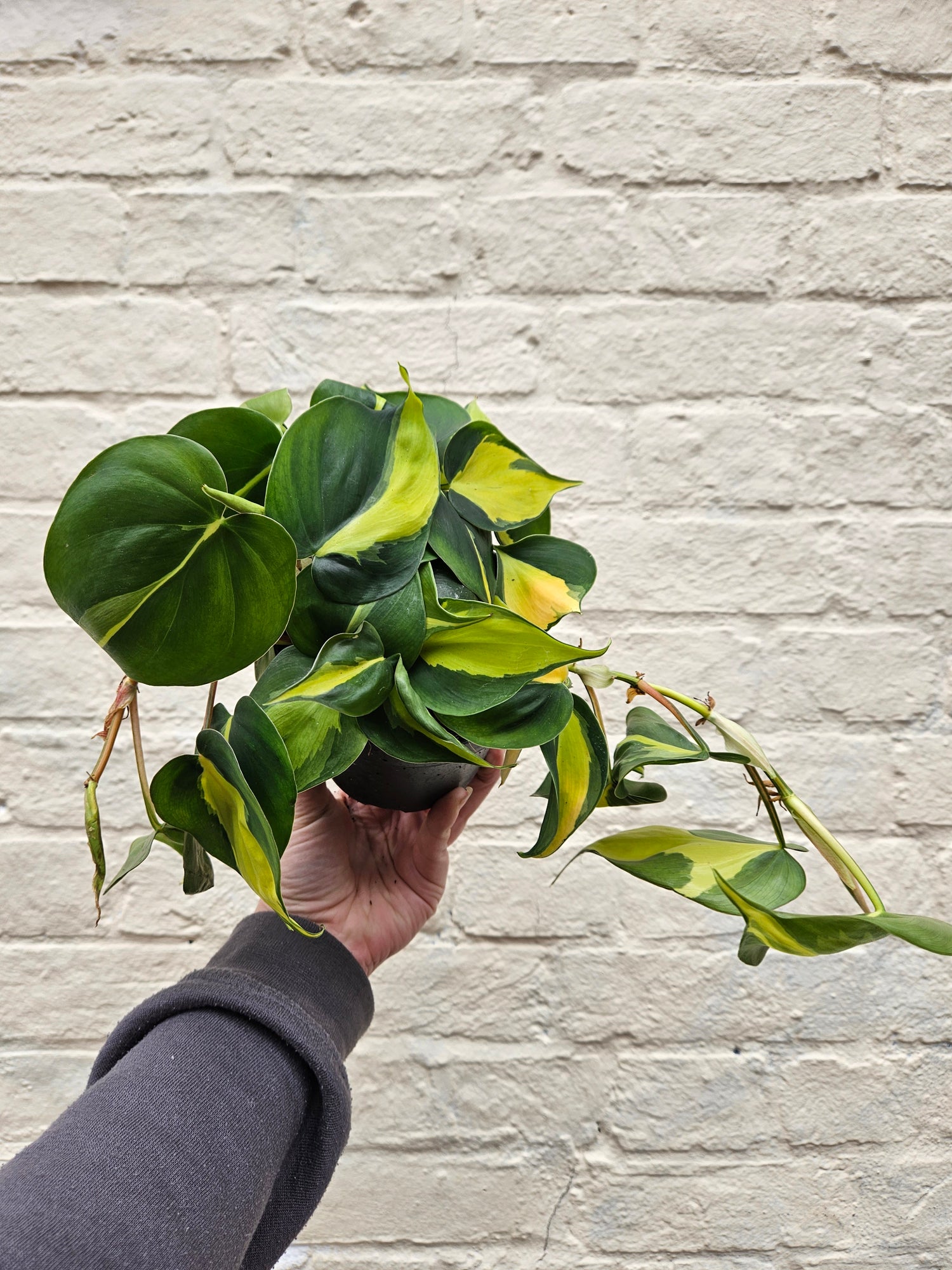 Philodendron scandens &