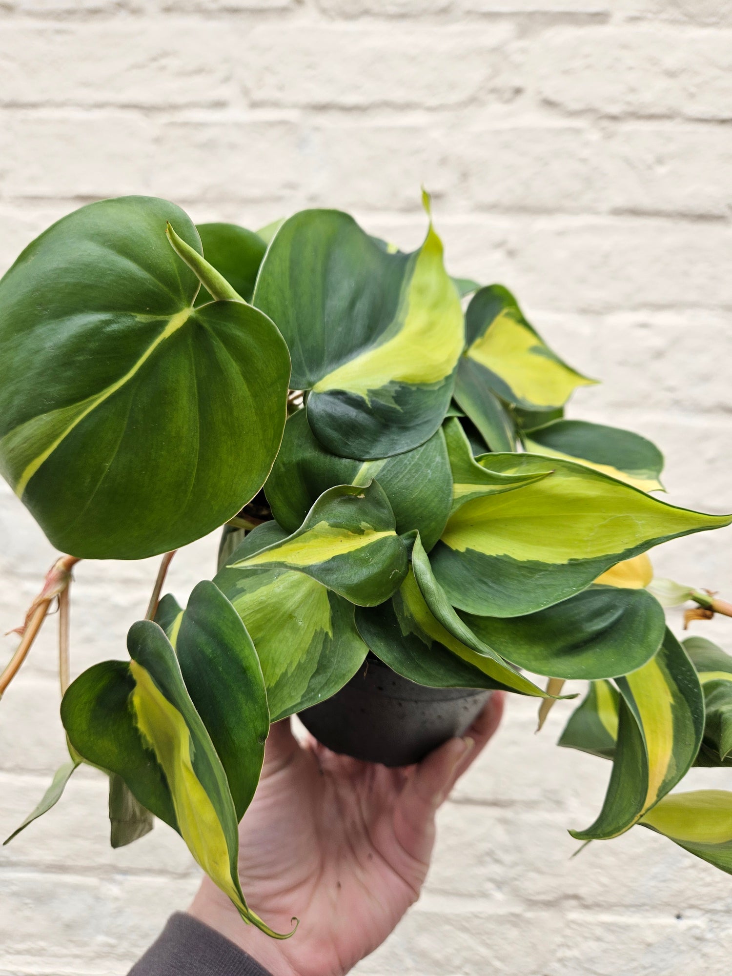 Philodendron scandens &