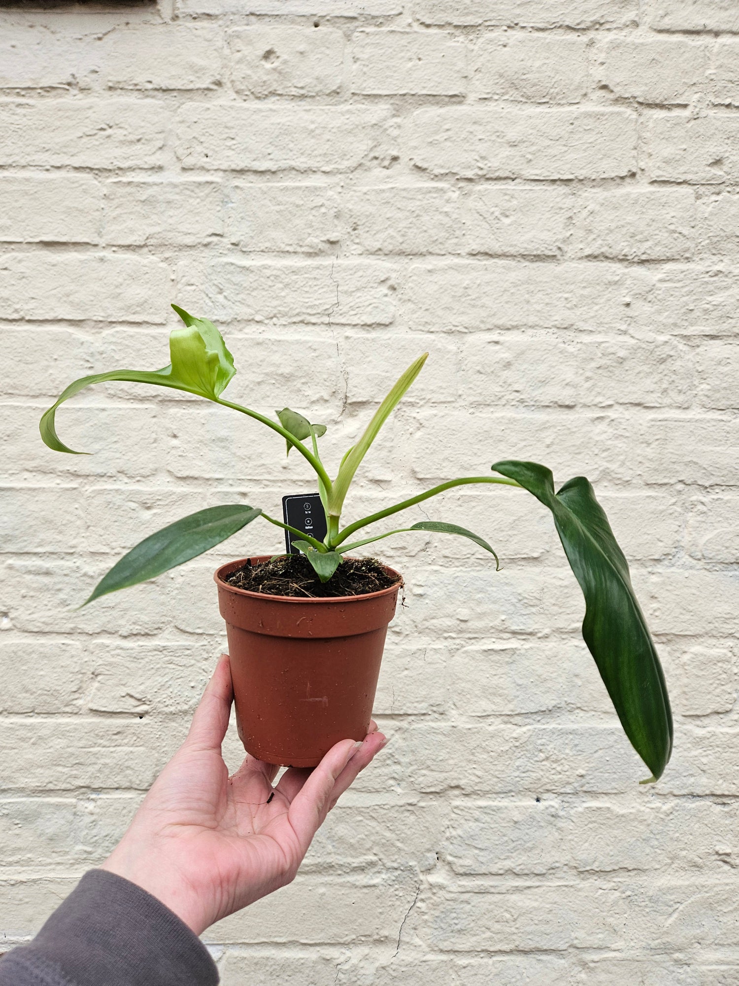 Philodendron pedatum &