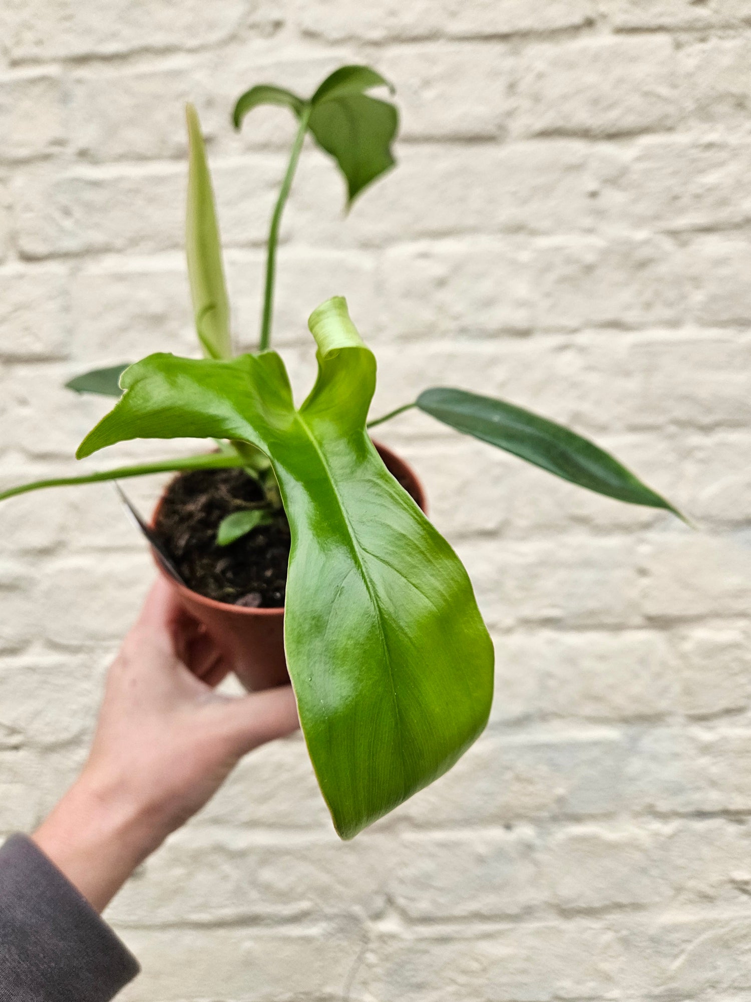 Philodendron pedatum &