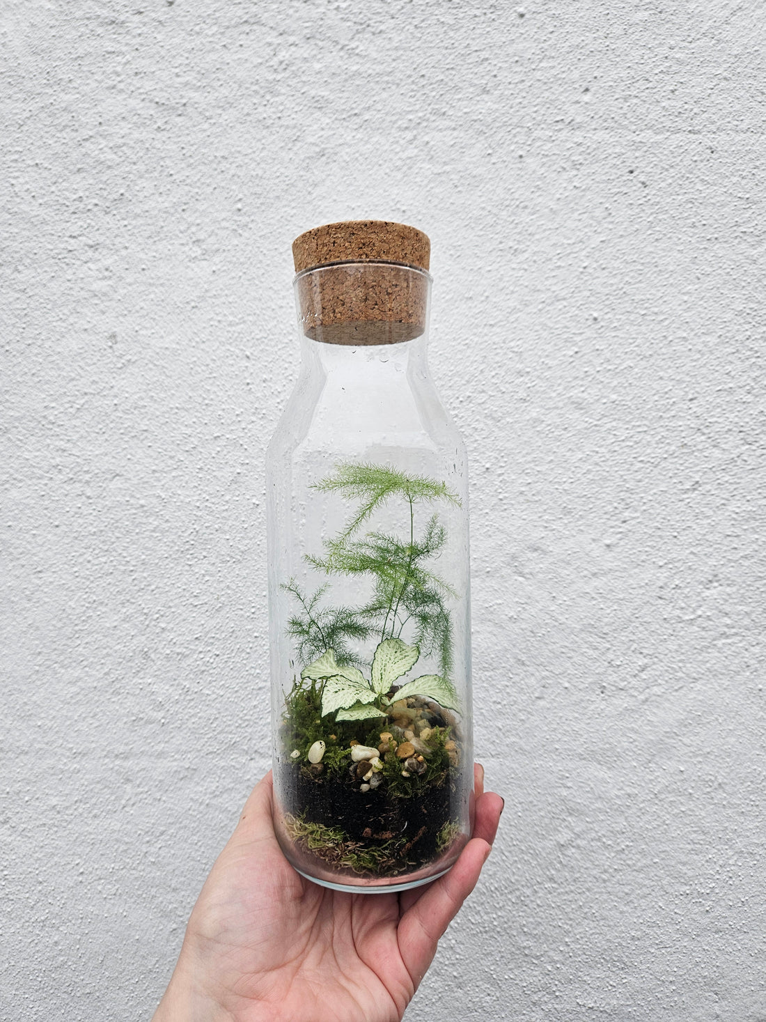 Tall Glass Jar Terrarium with cork lid