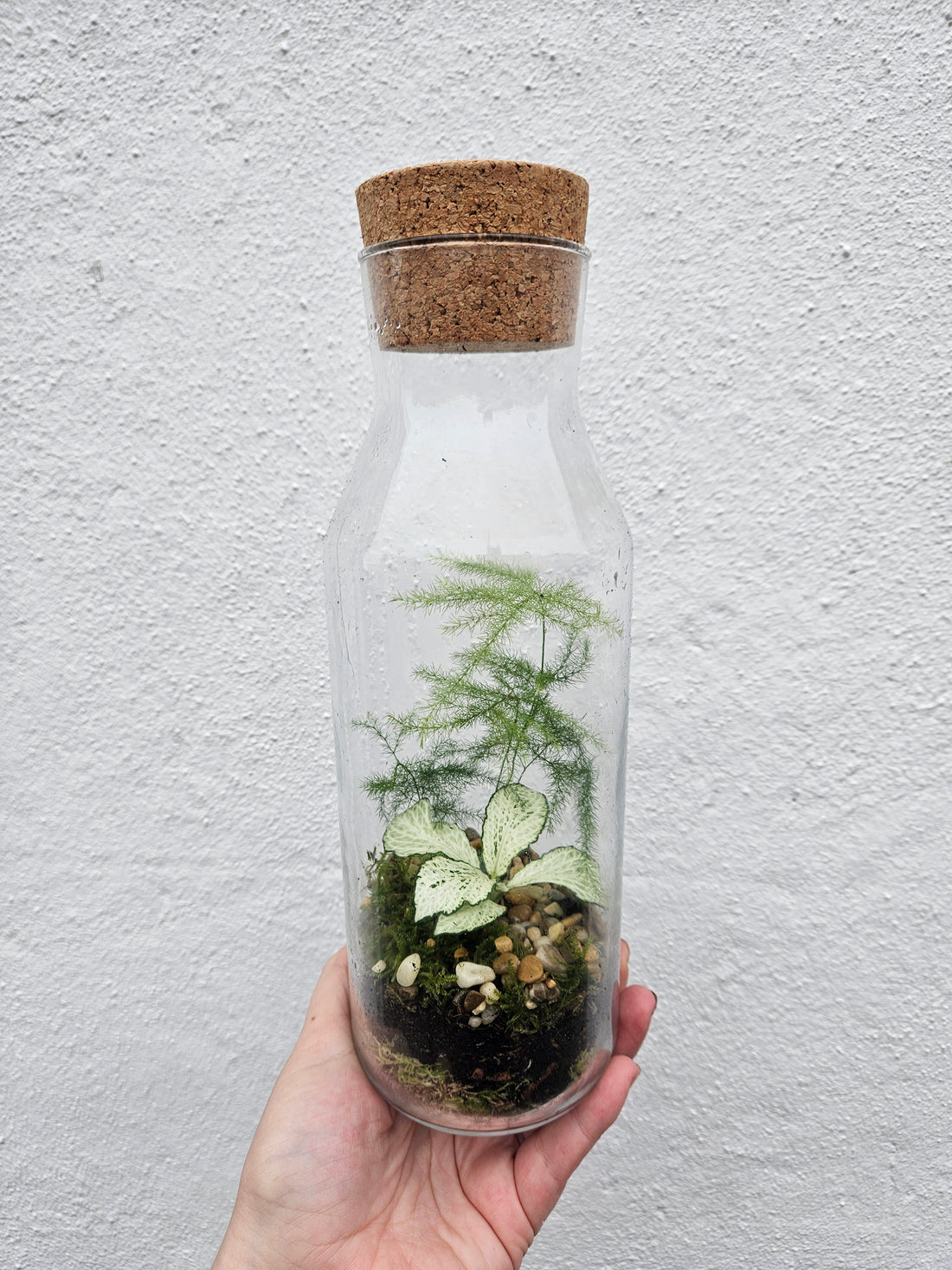 Tall Glass Jar Terrarium with cork lid