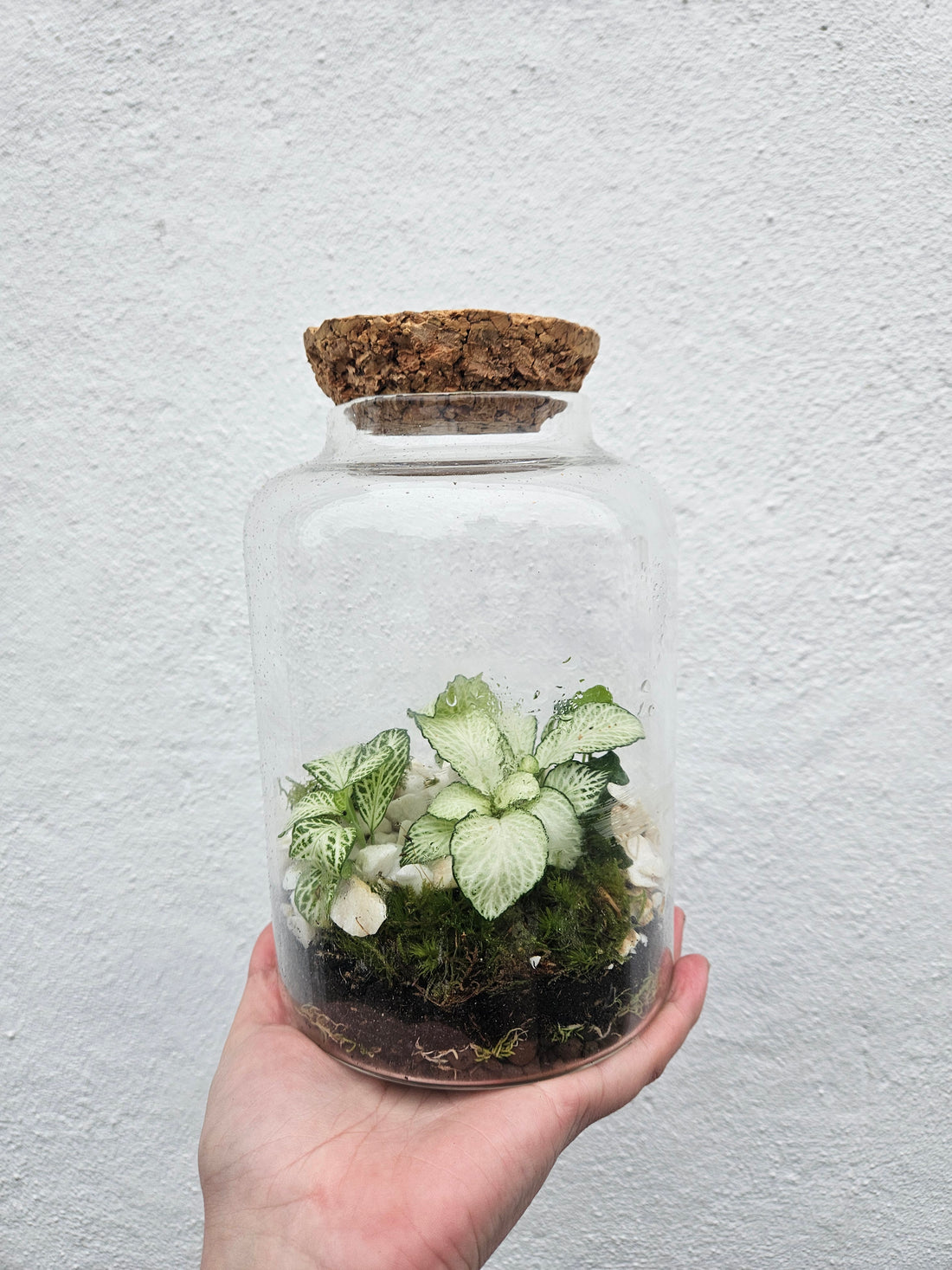 Short Glass Closed Terrarium with vintage cork