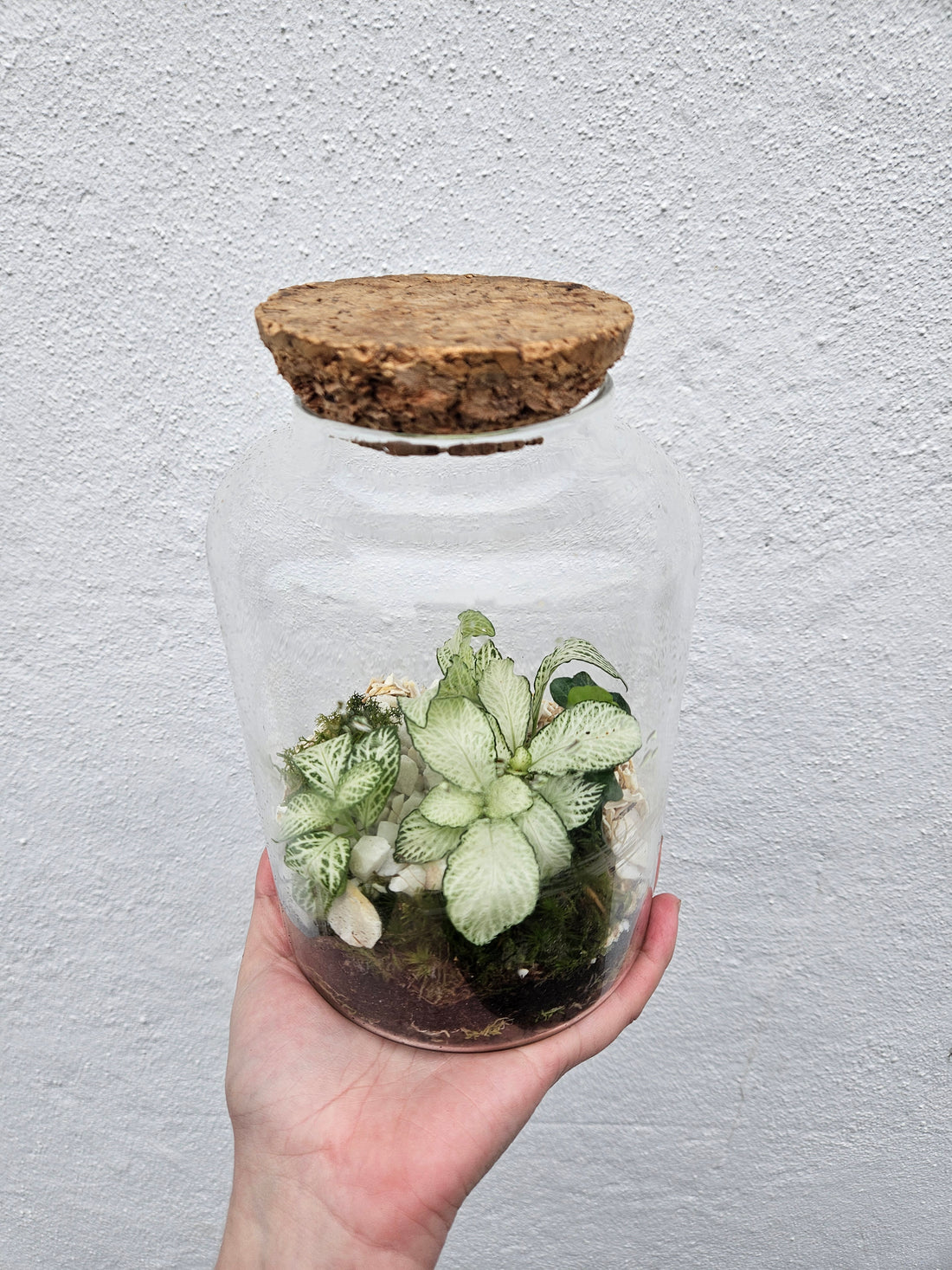 Short Glass Closed Terrarium with vintage cork