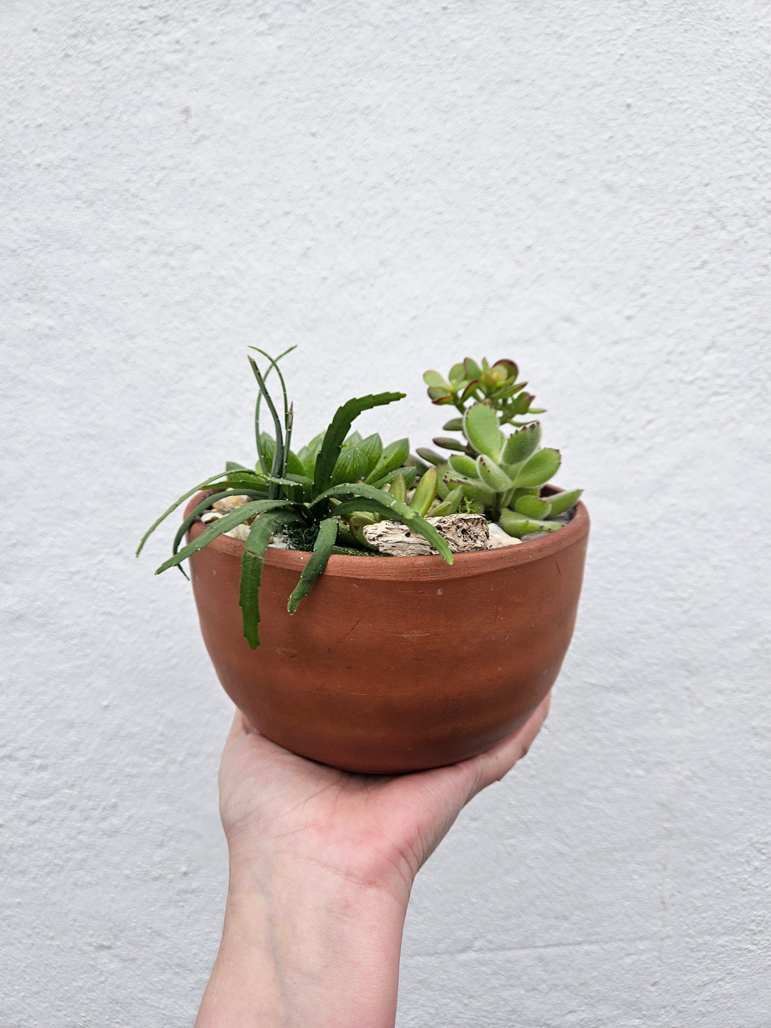 Round terracotta Bowl Open Terrarium