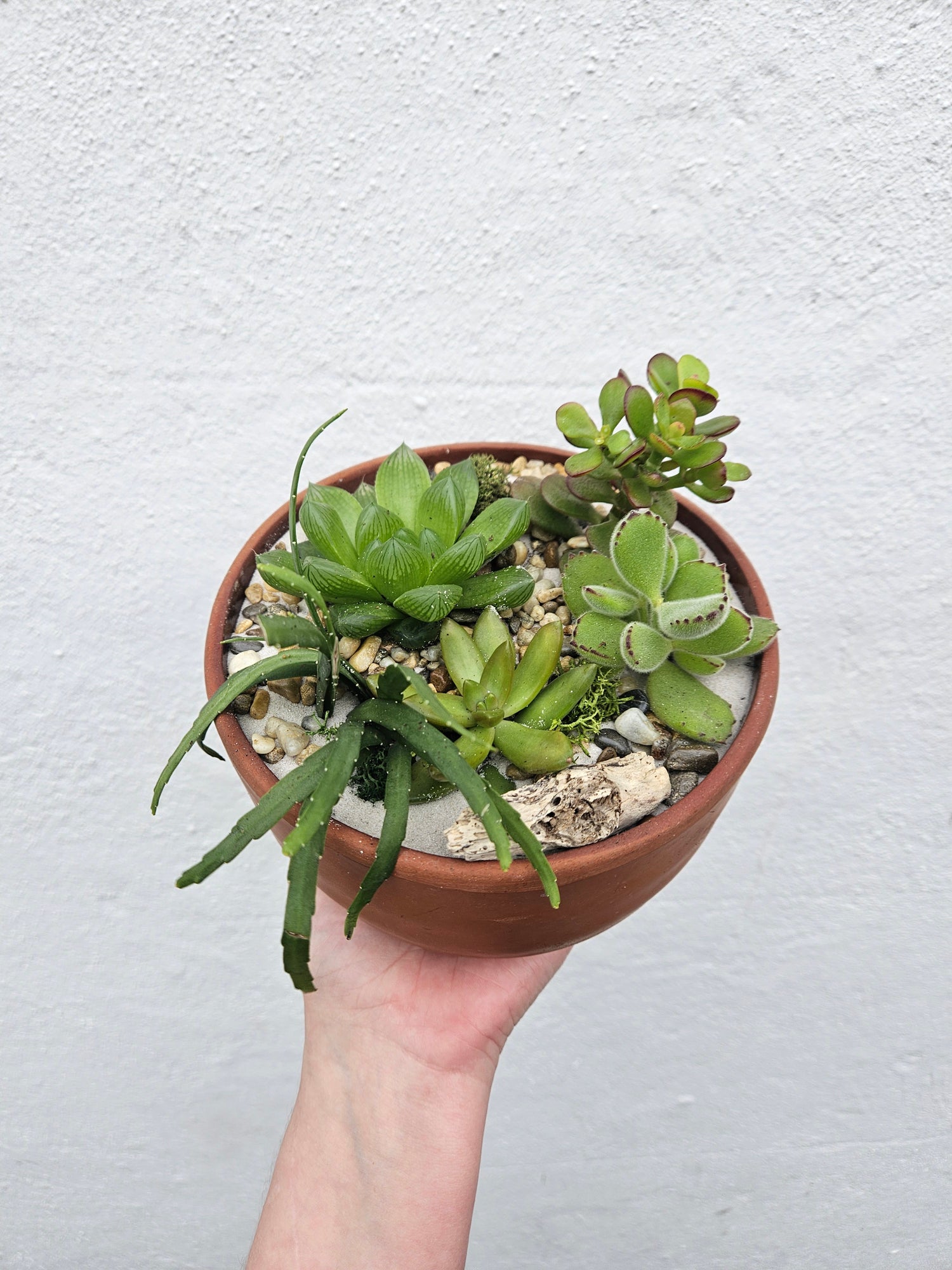 Round terracotta Bowl Open Terrarium