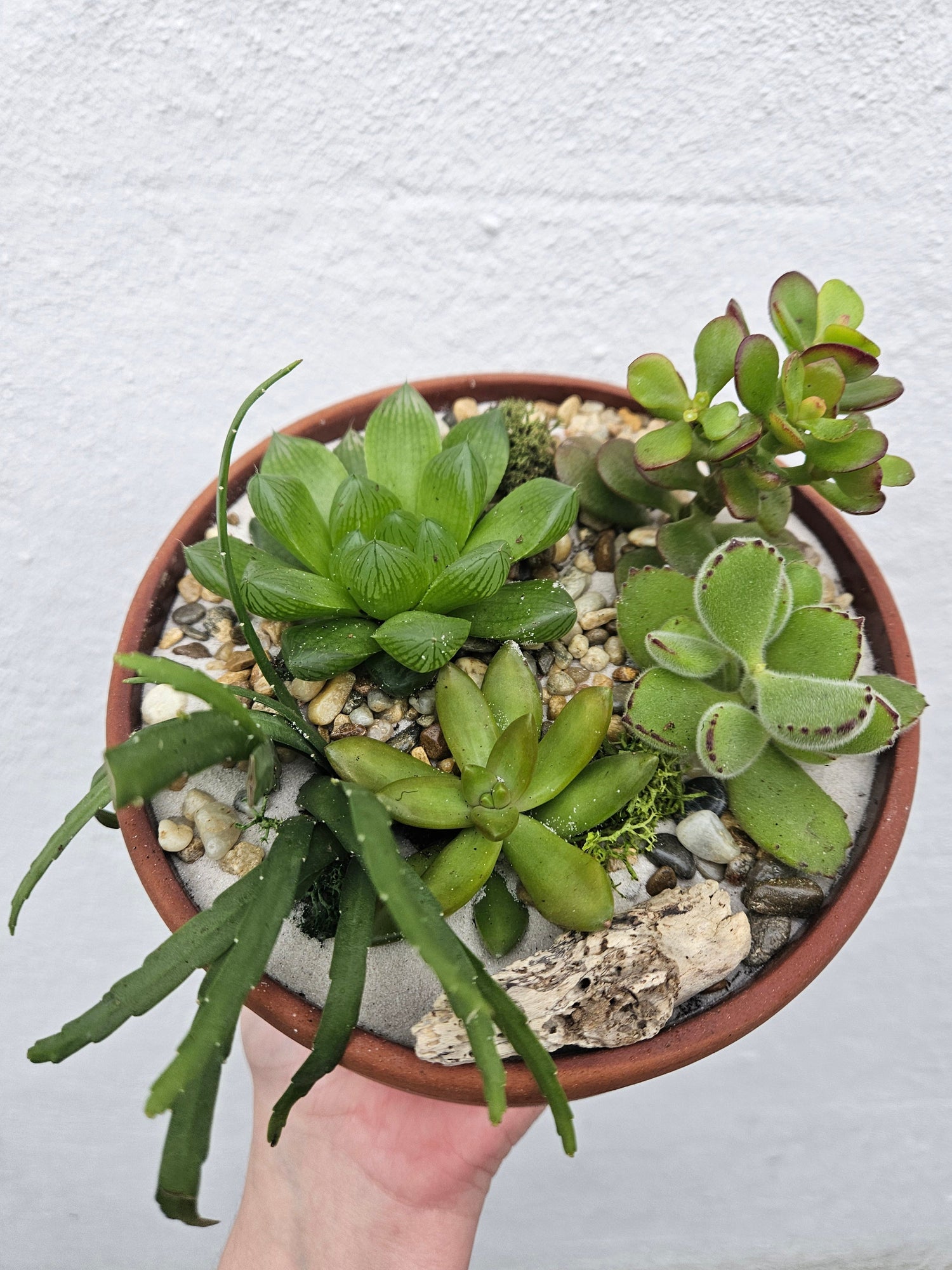 Round terracotta Bowl Open Terrarium