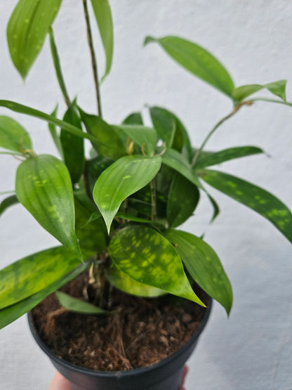 Dracaena surculosa (Gold dust Dracaena/Spotted Dracaena)