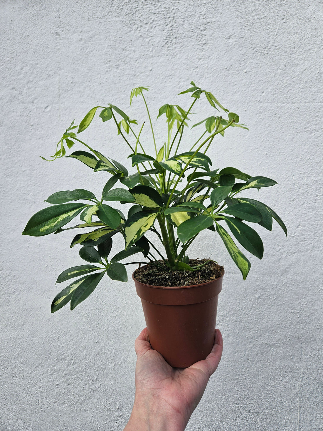 Schefflera arboricola &