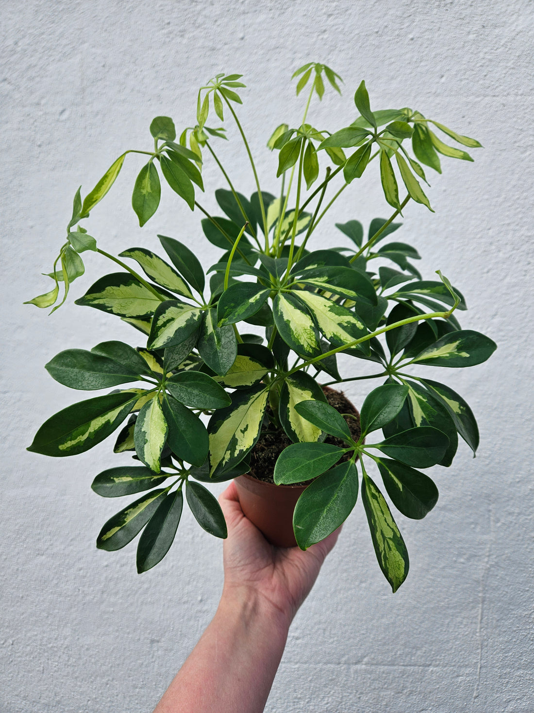 Schefflera arboricola &