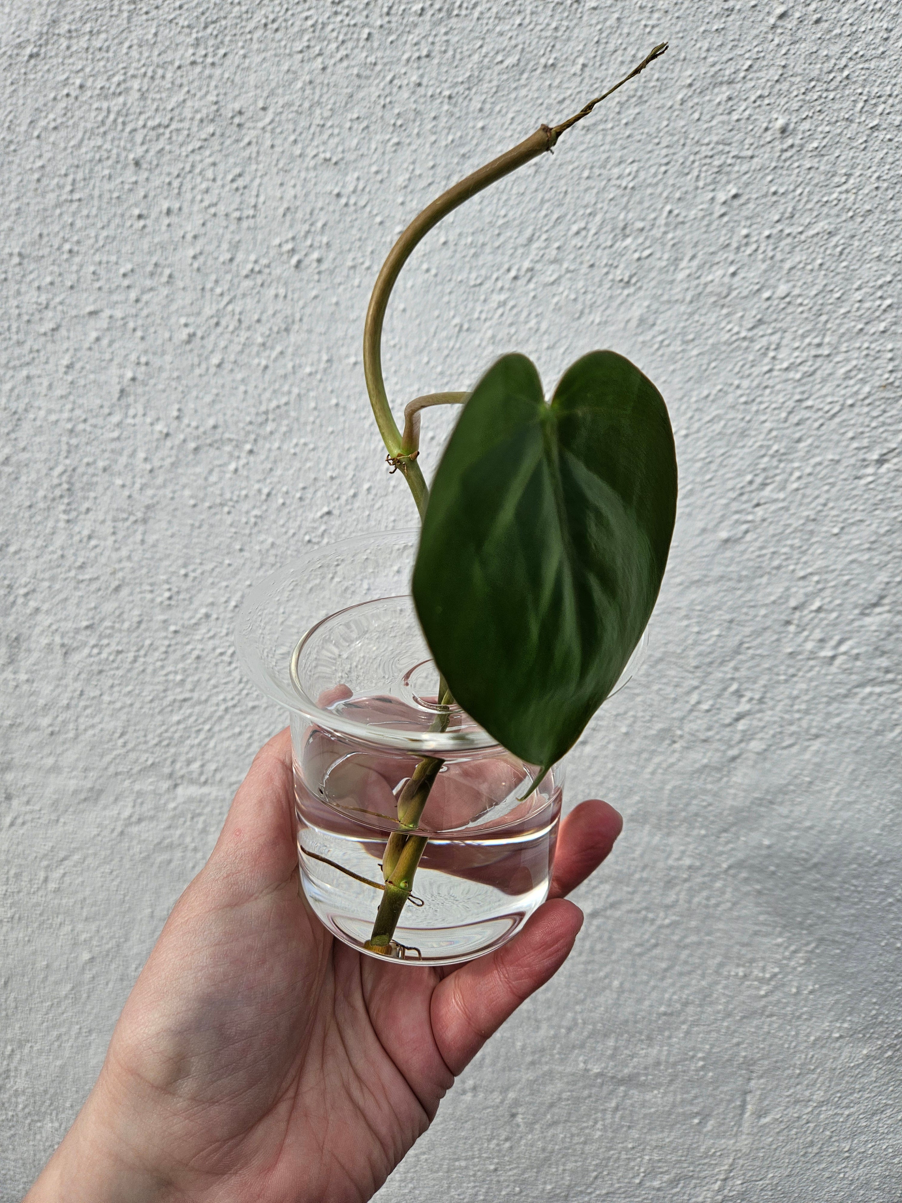 Propagation Vase