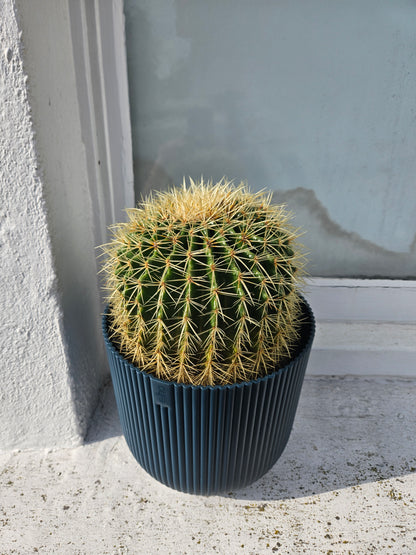 Huge Echinocactus grusonii/ Golden Barrel cactus in Elho pot (Rescue plant)