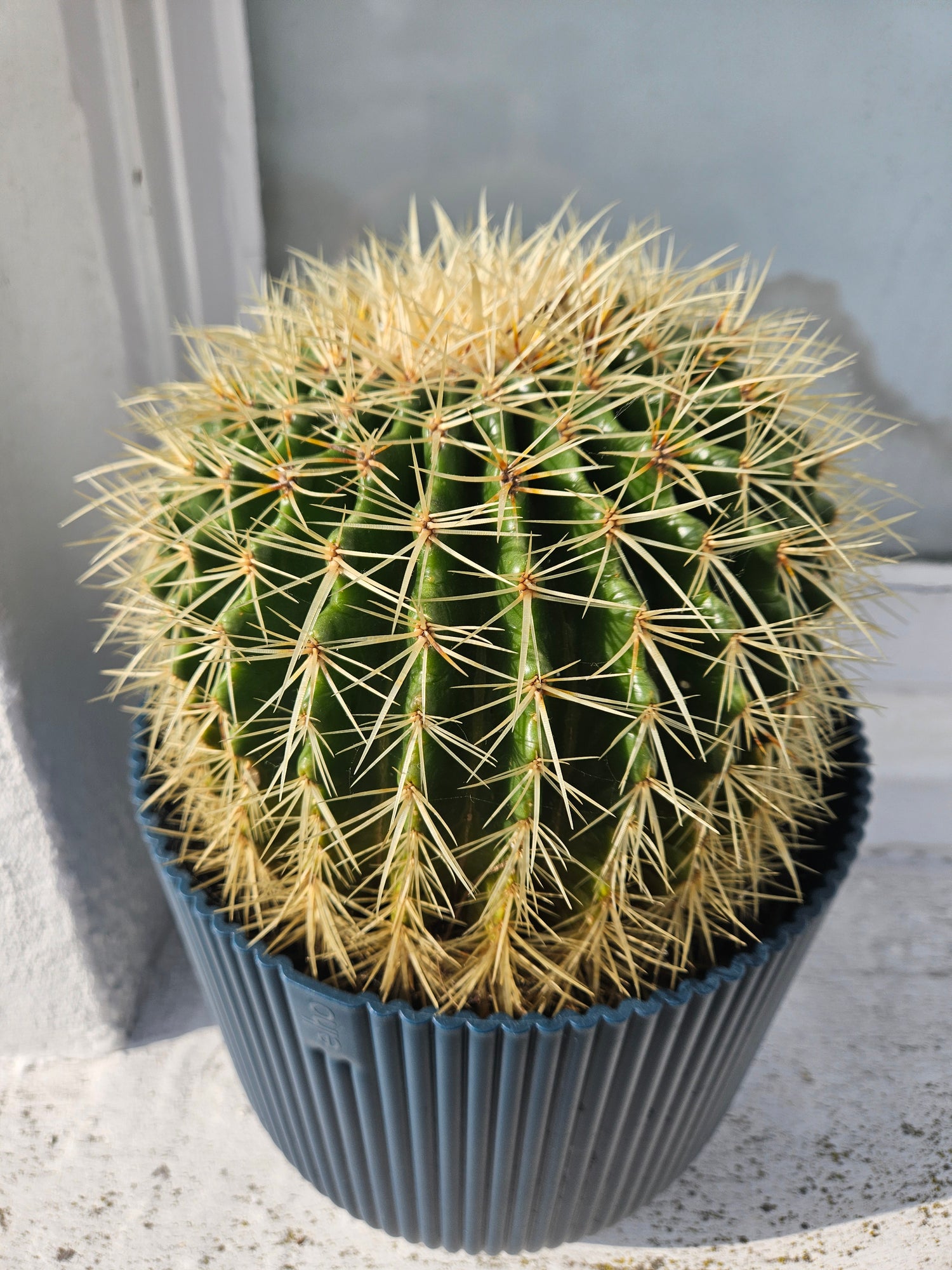 Huge Echinocactus grusonii/ Golden Barrel cactus in Elho pot (Rescue plant)