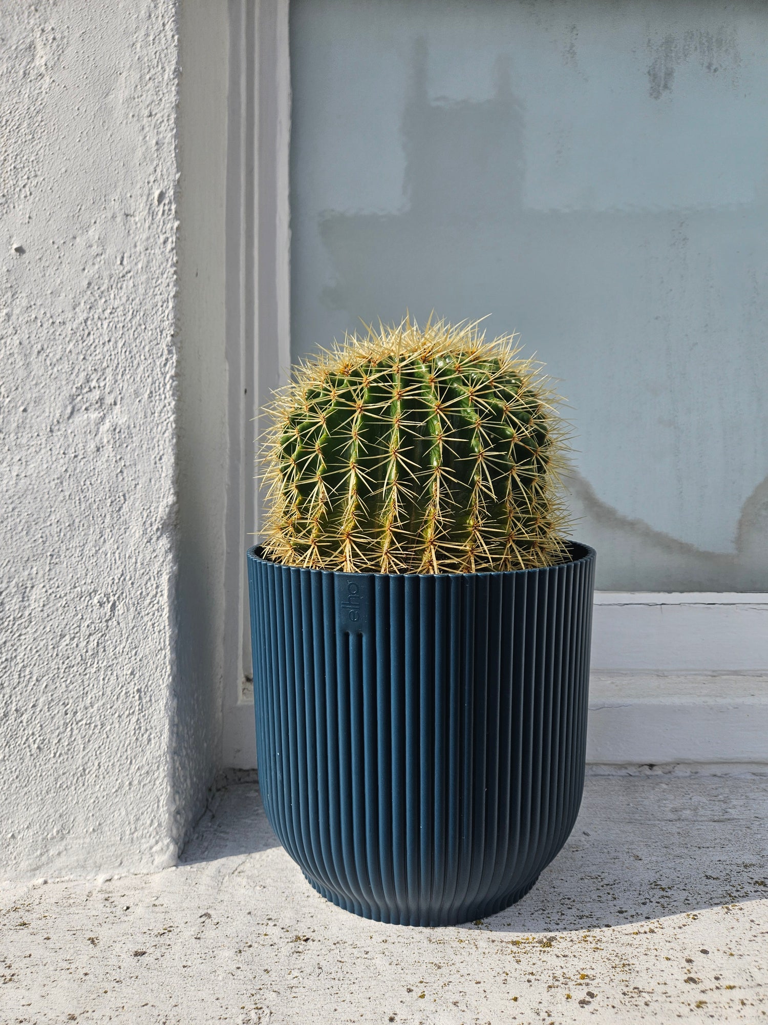 Huge Echinocactus grusonii/ Golden Barrel cactus in Elho pot (Rescue plant)