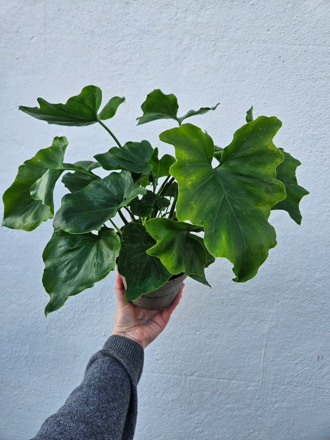 Thaumatophyllum bipinnatifidum syn. Philodendron selloum &