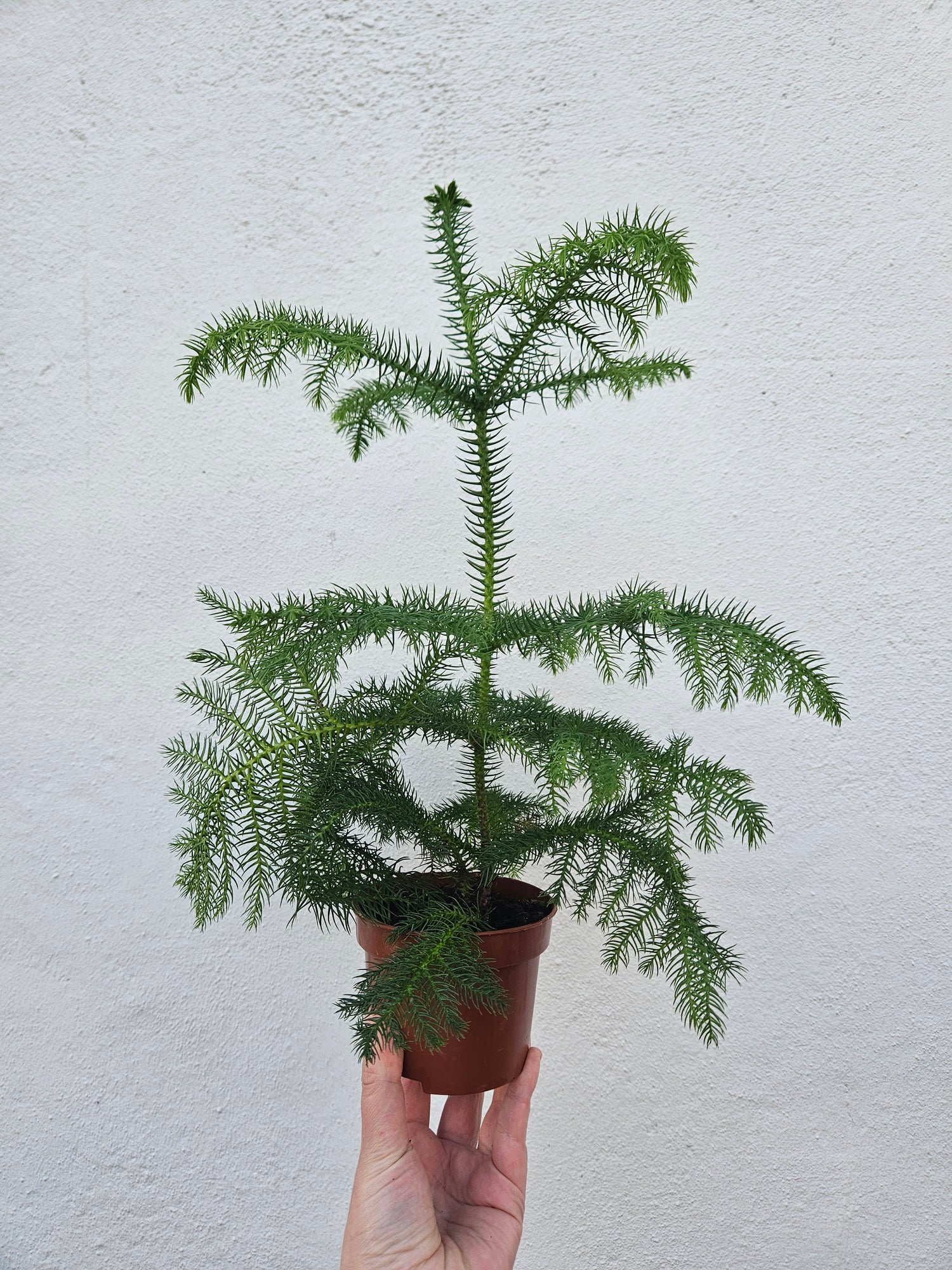 Araucaria heterophylla (Norfolk Island pine) Various sizes