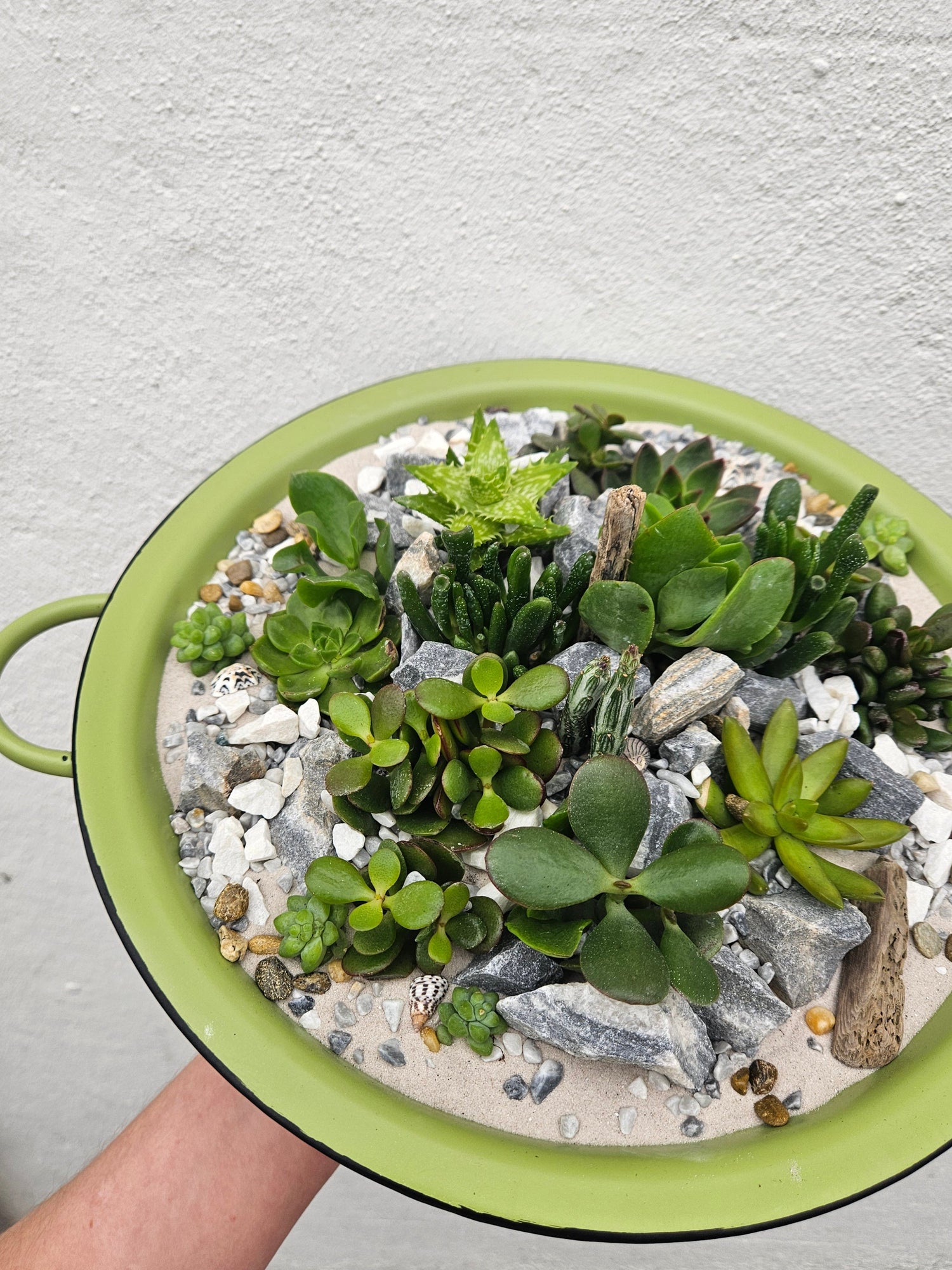 Open terrarium planted metal bowl with handles