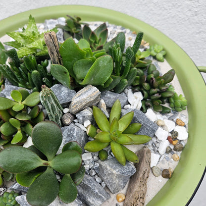 Open terrarium planted metal bowl with handles