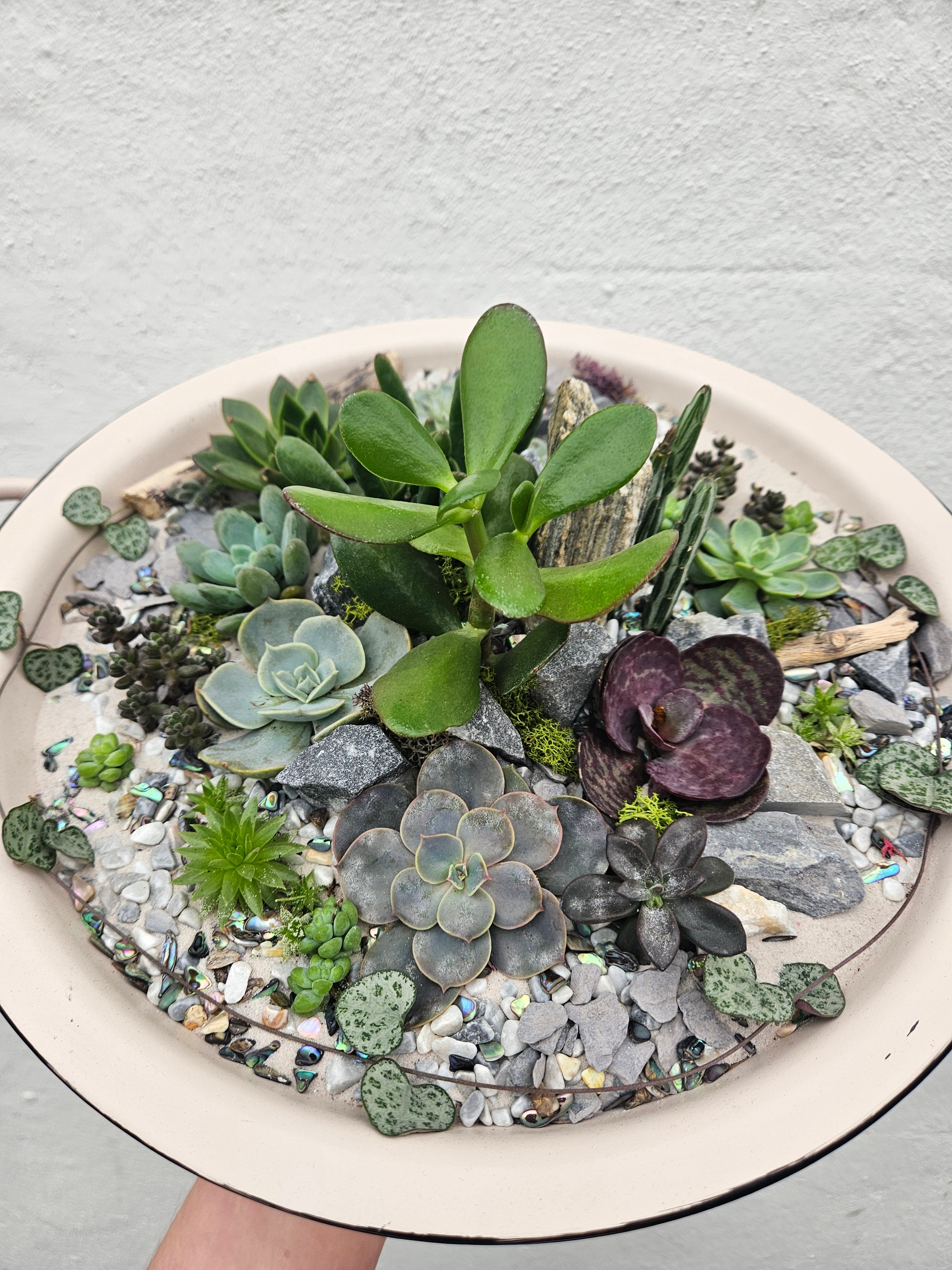 Open terrarium planted metal bowl with handles