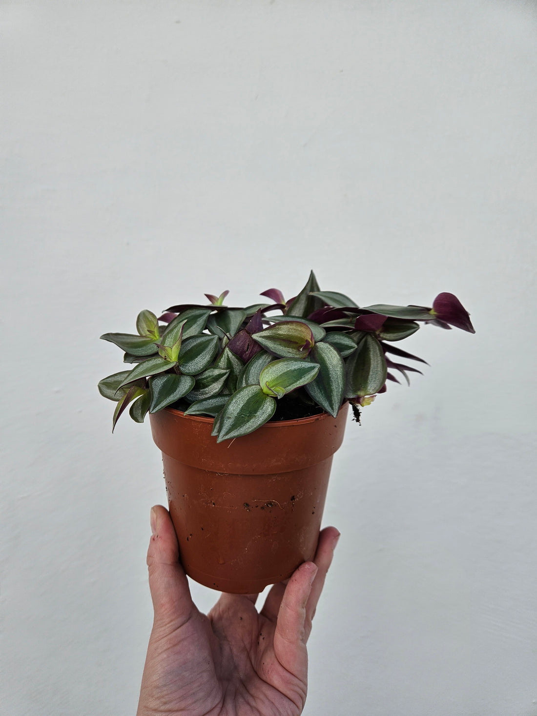 Tradescantia zebrina (Inch plant/ Wandering Dude)