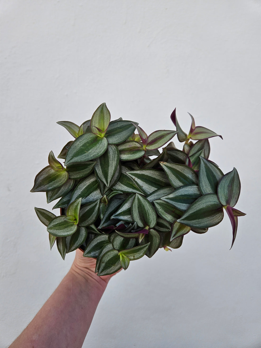 Tradescantia zebrina (Inch plant/ Wandering Dude)