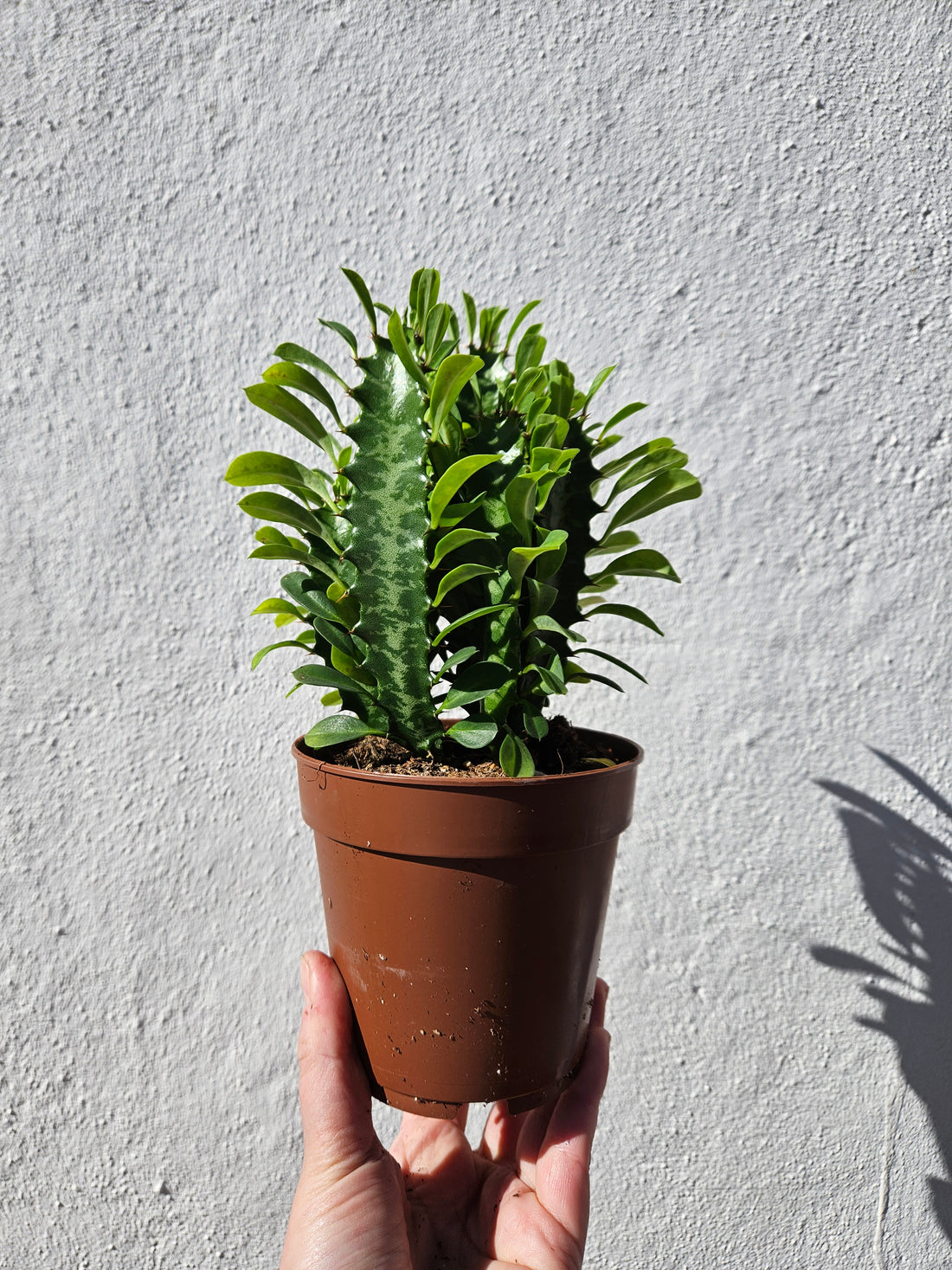 Euphorbia trigona (African Milk Tree)